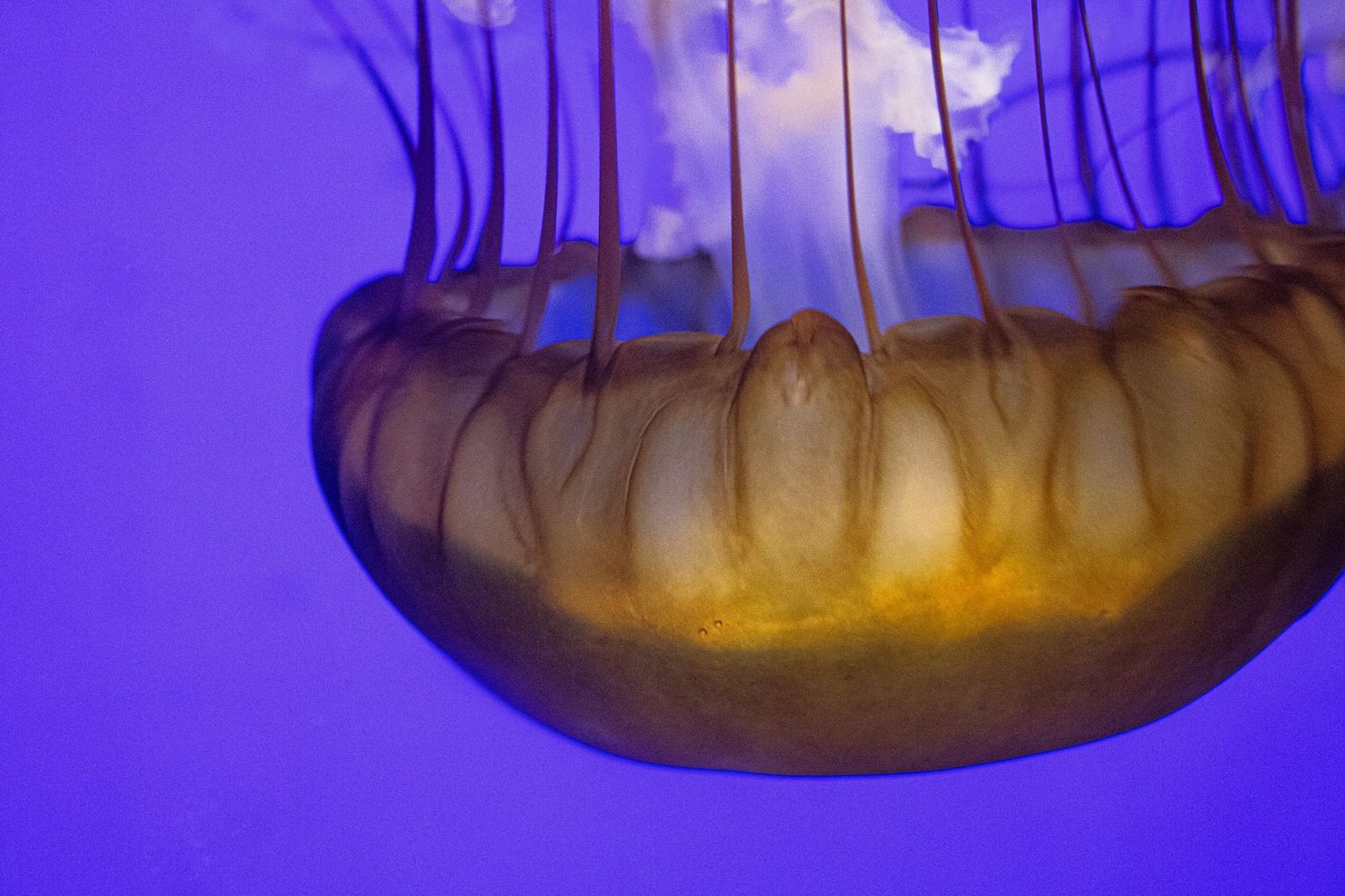 Jelly fish