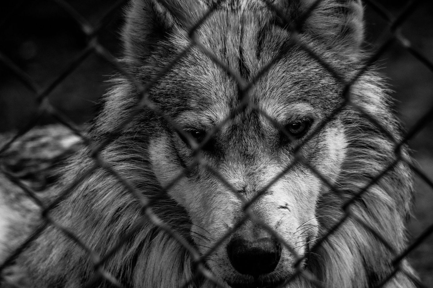 Wolf behind fence