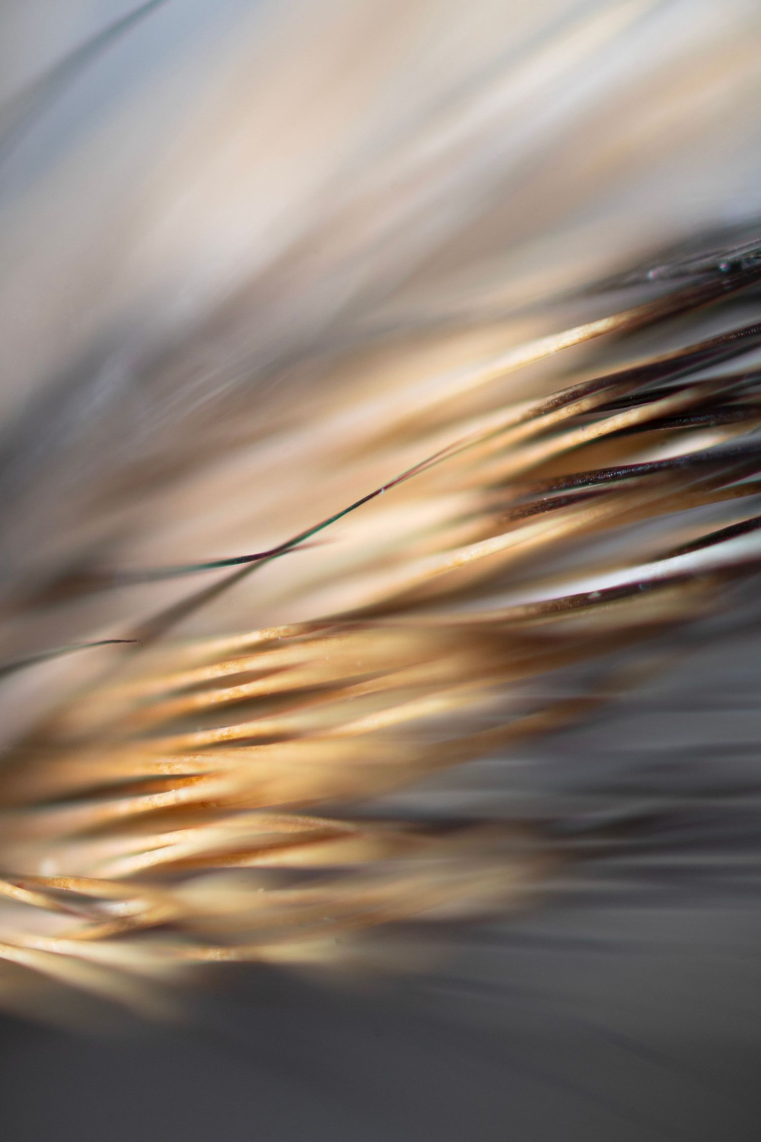 Macro photography of an artificial fly