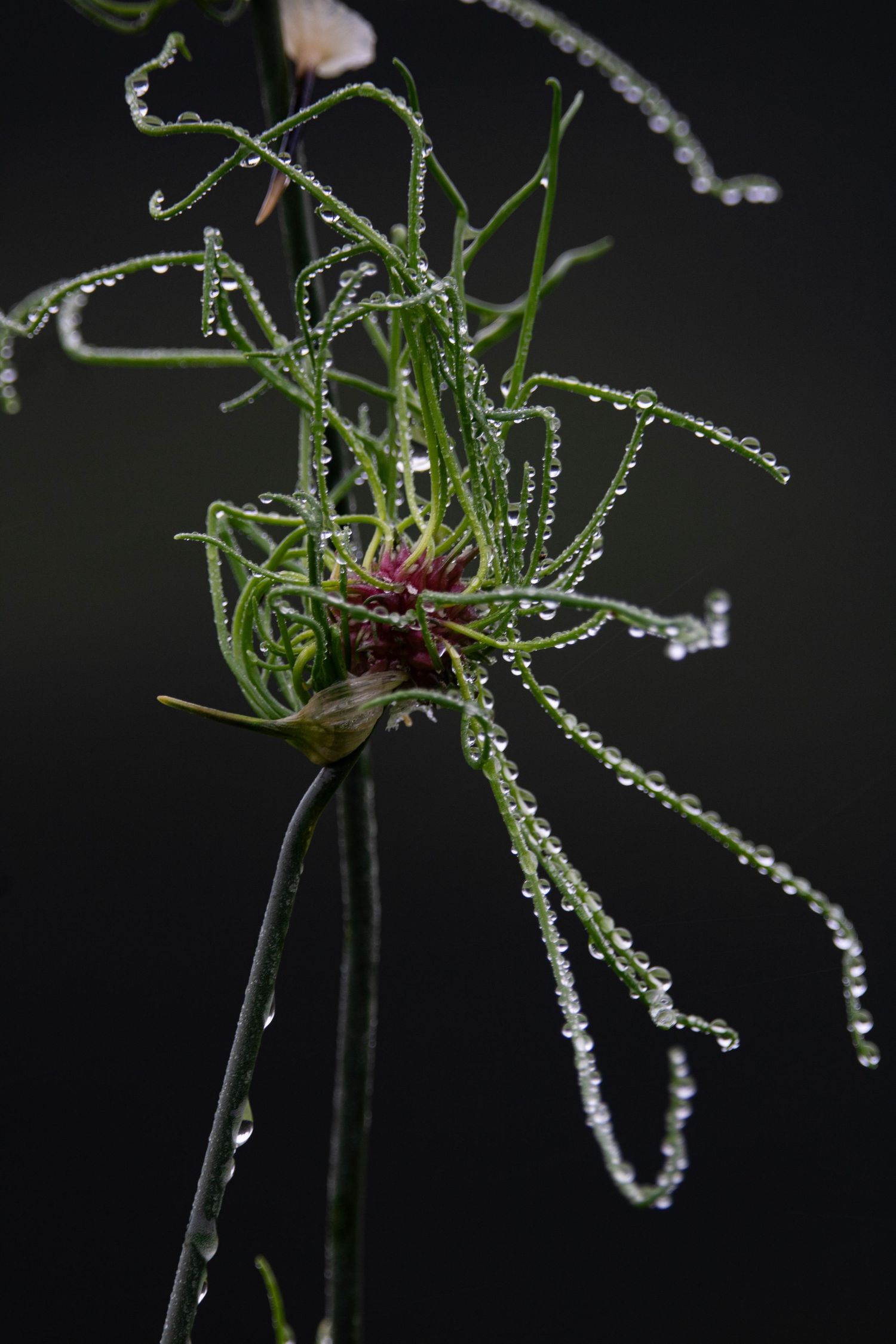Plant with dew on it