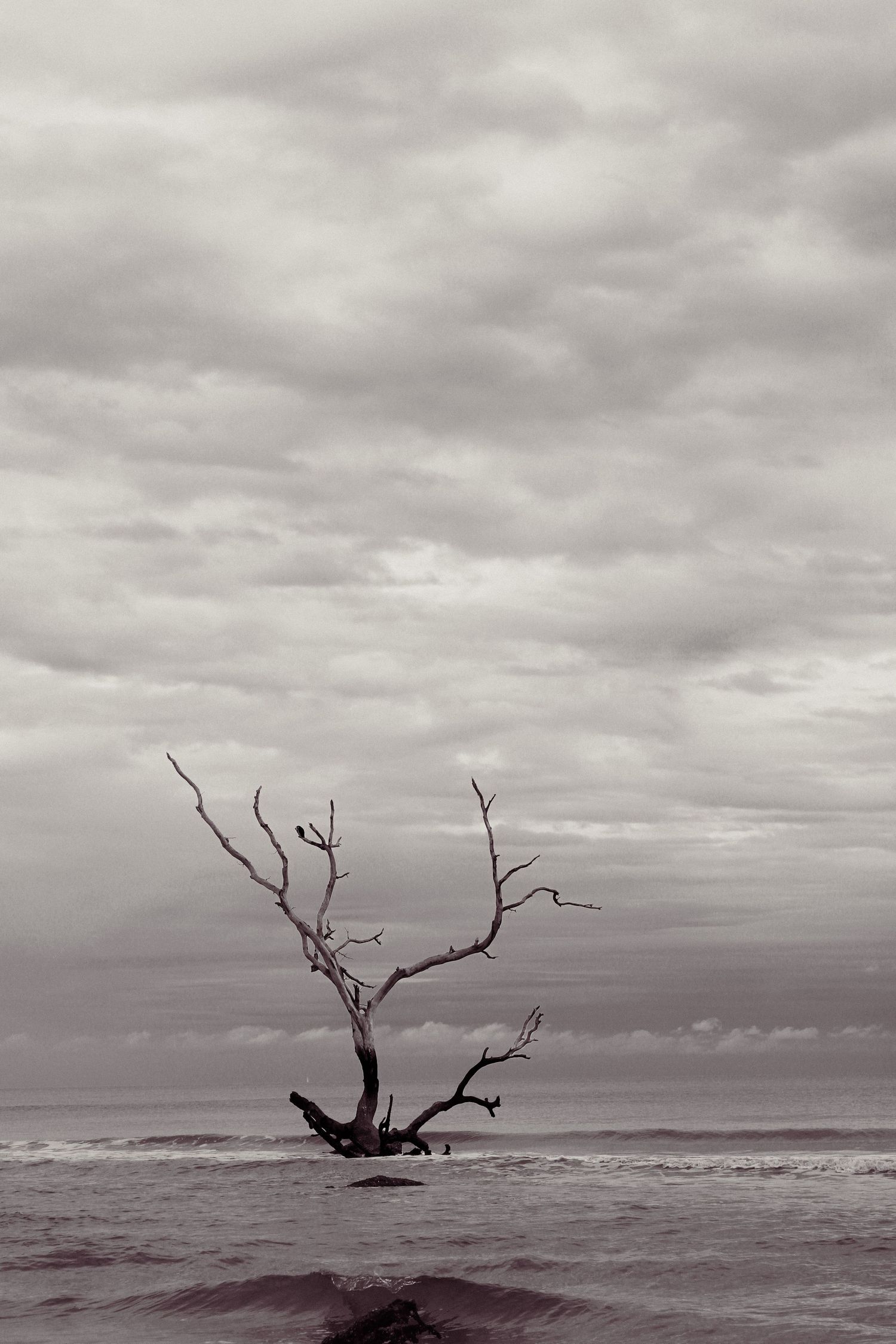 Drift wood in the ocean