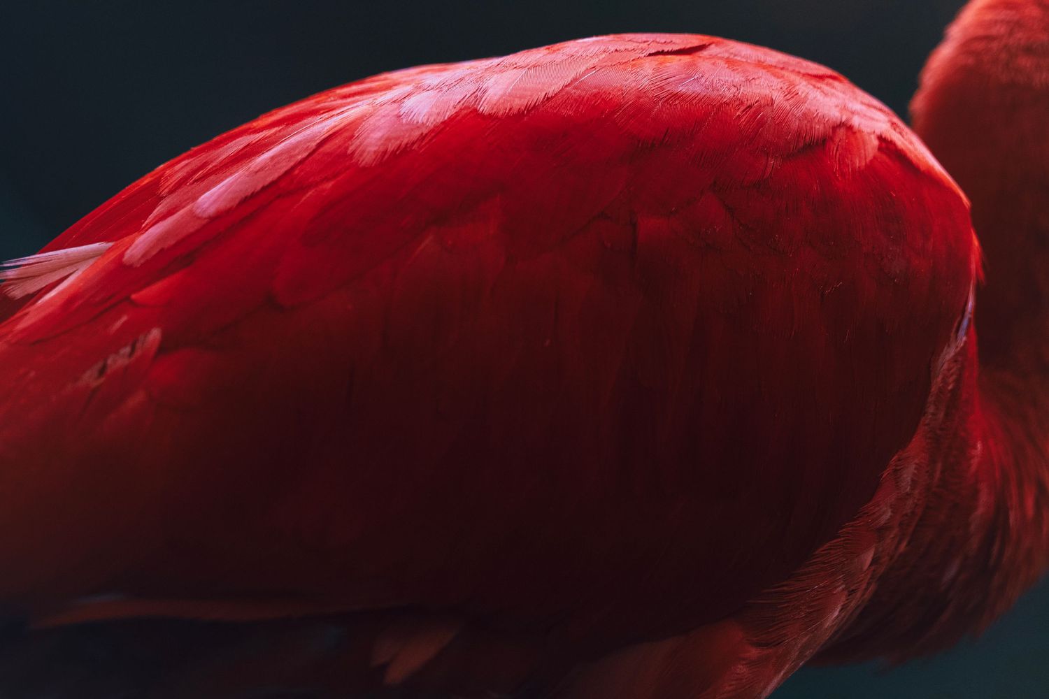 Bright red zoo bird