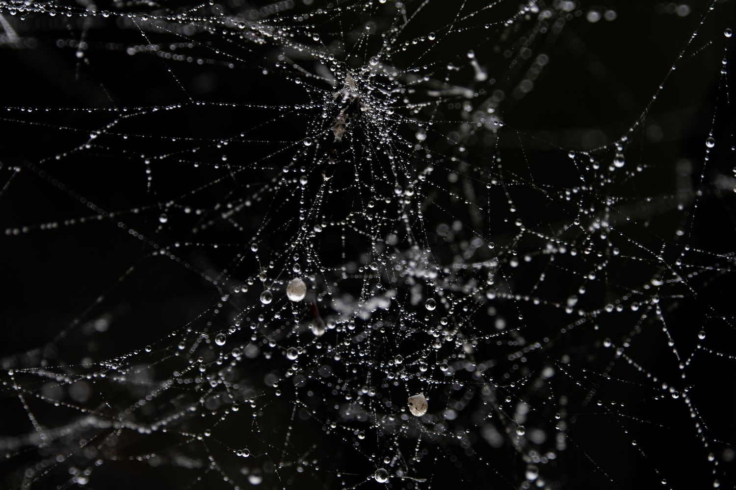 Spider web with dew on it