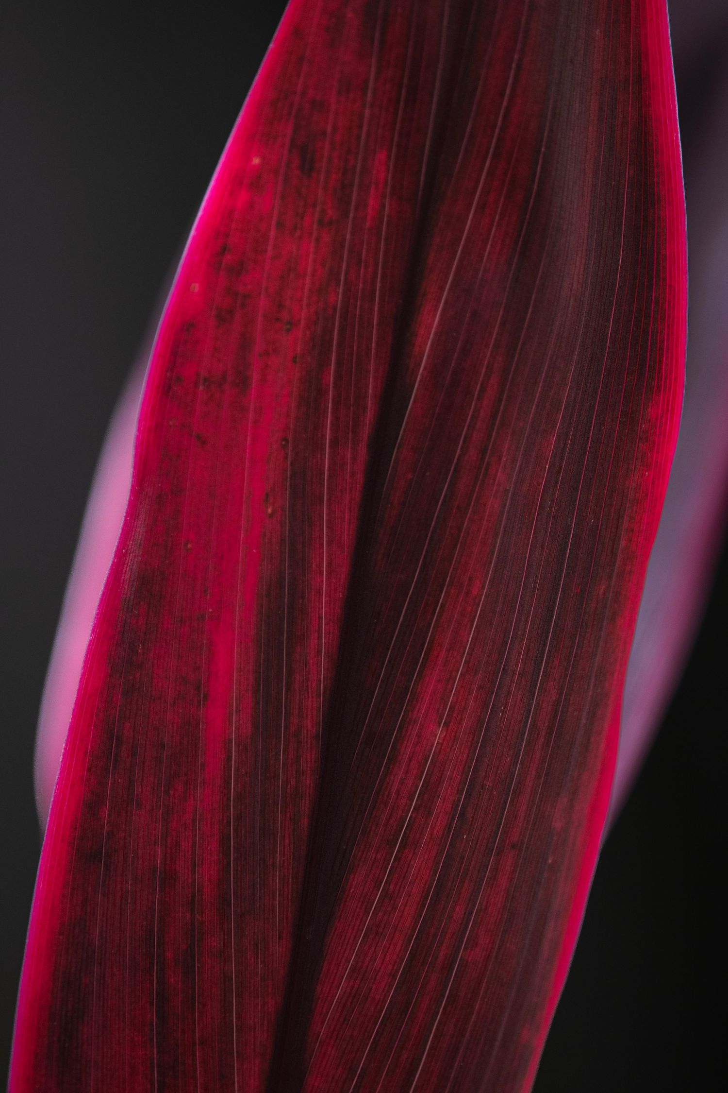 Red and black plant leaf