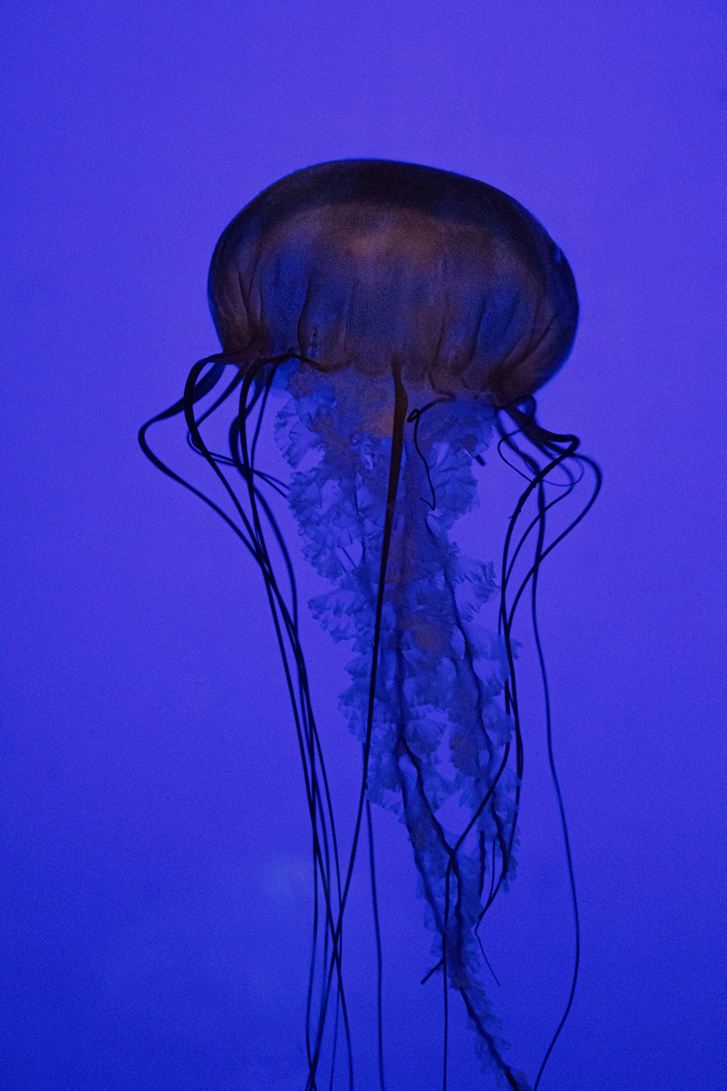 Jelly fish