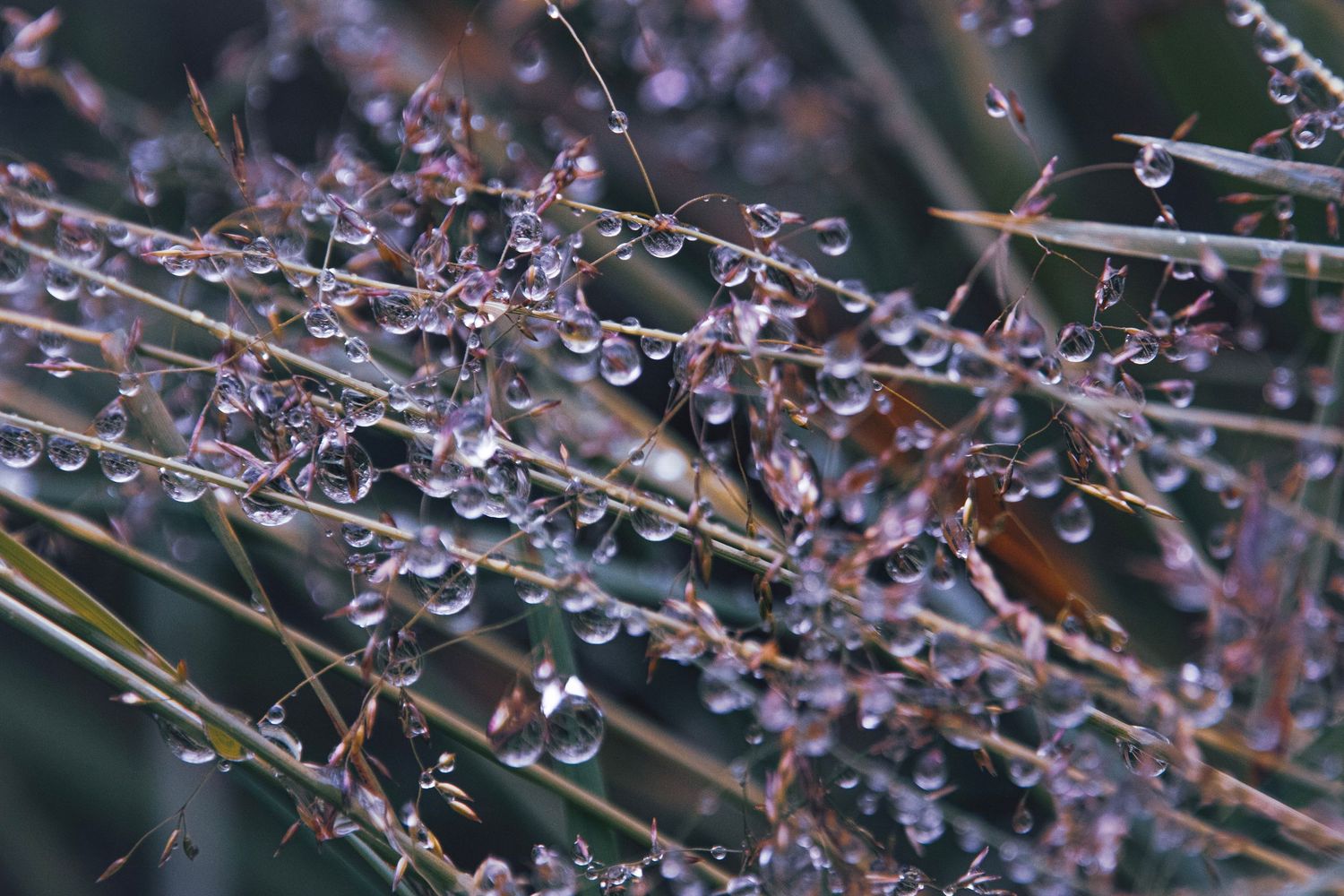 Plants with dew on them