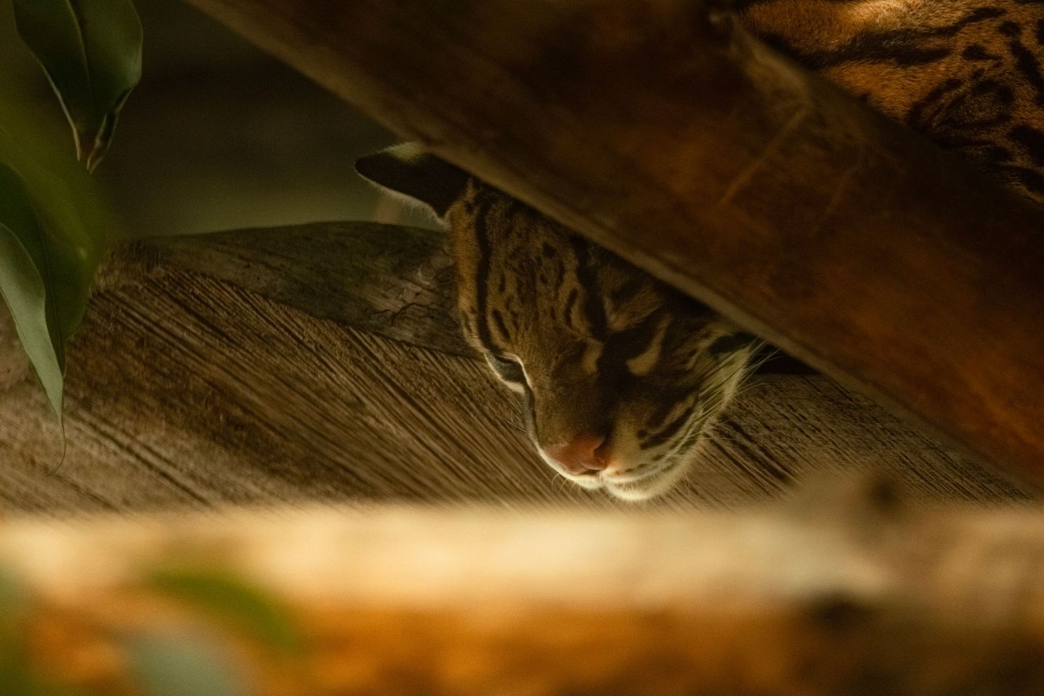 Ocelot