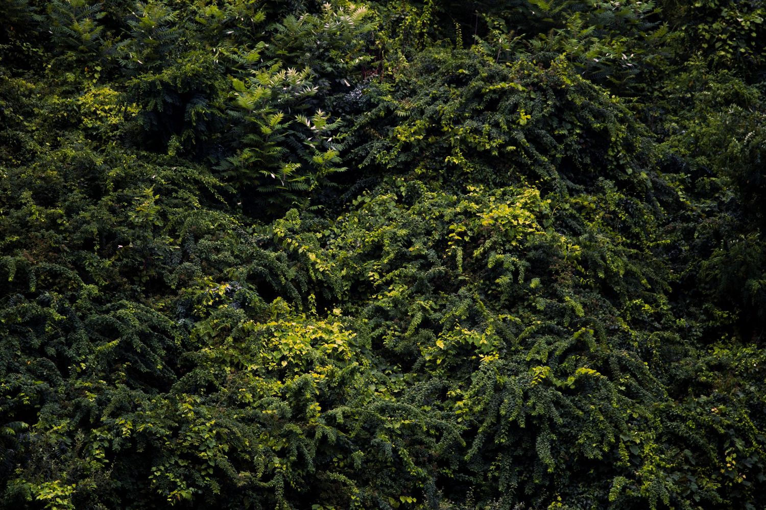 Dense green vegetation