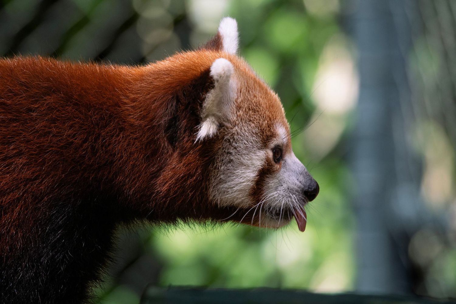 Red panda