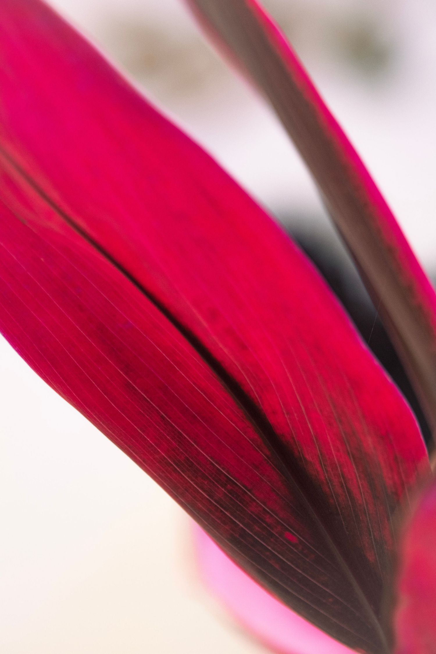 Red plant leaf