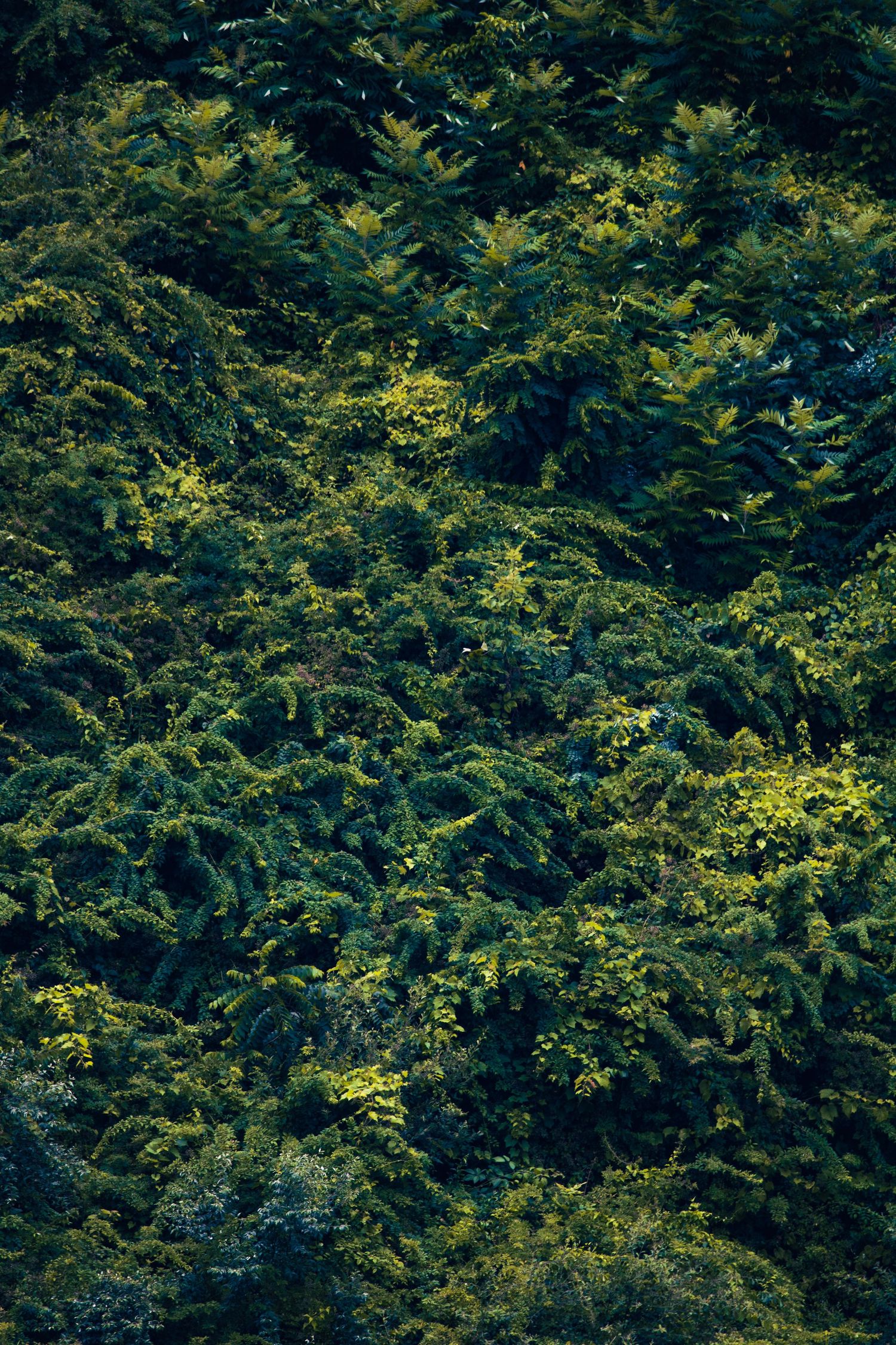 Dense green vegetation