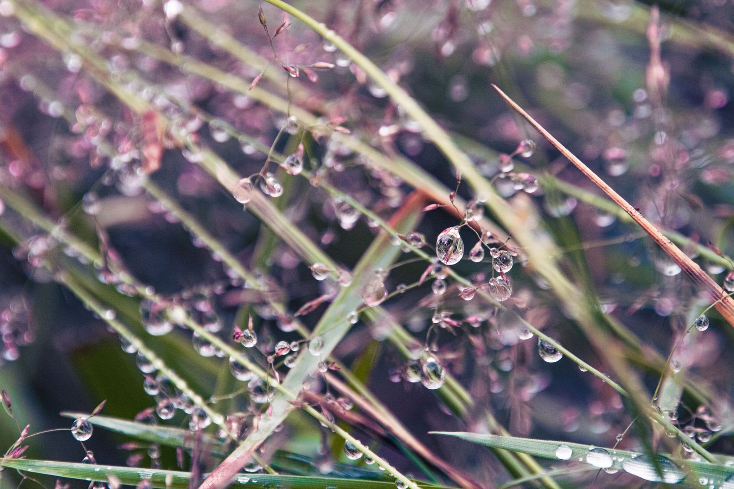 Plants with dew on them