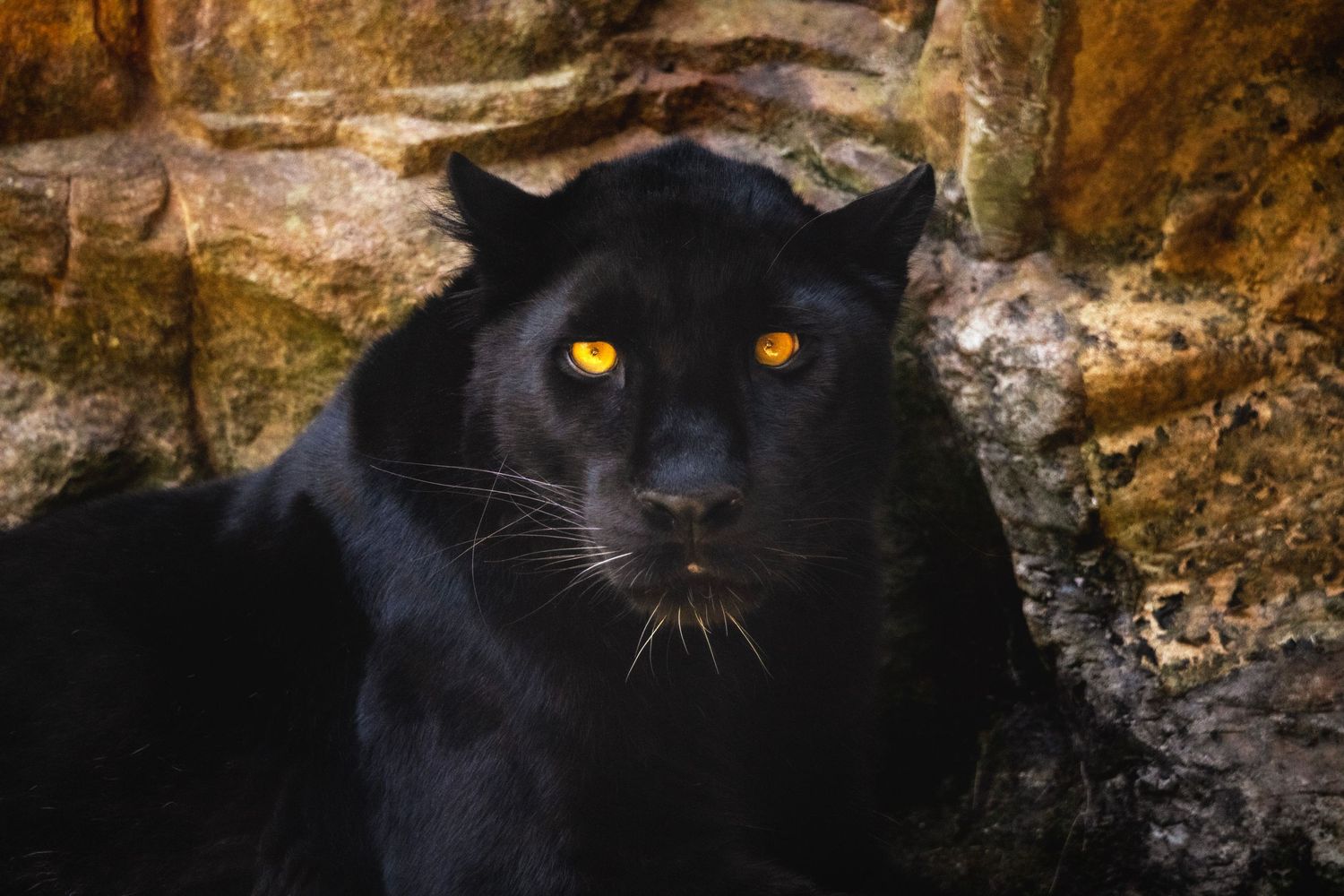 Leopard staring at the camera