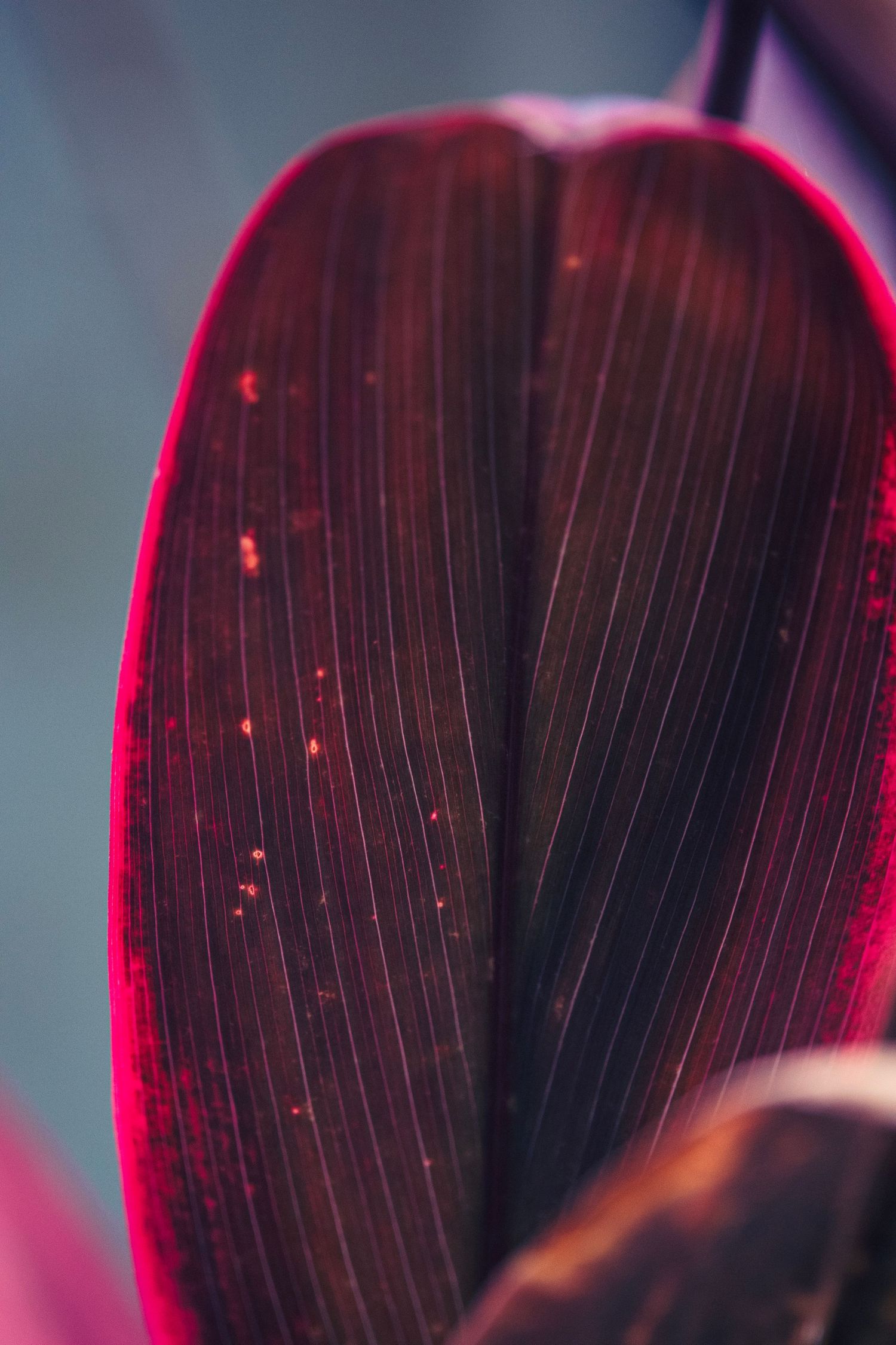 Red and black plant leaf