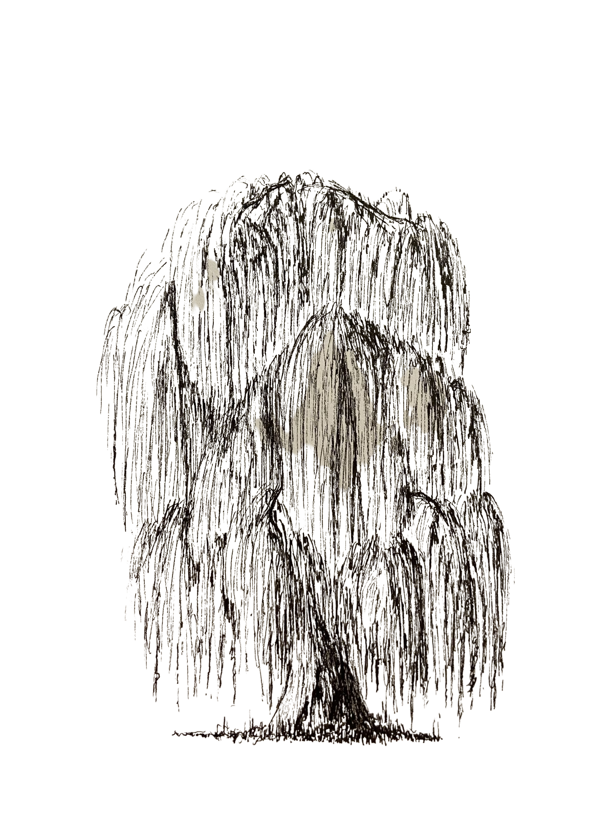 Detailed black ink drawing of a weeping willow tree with cascading branches on white background.