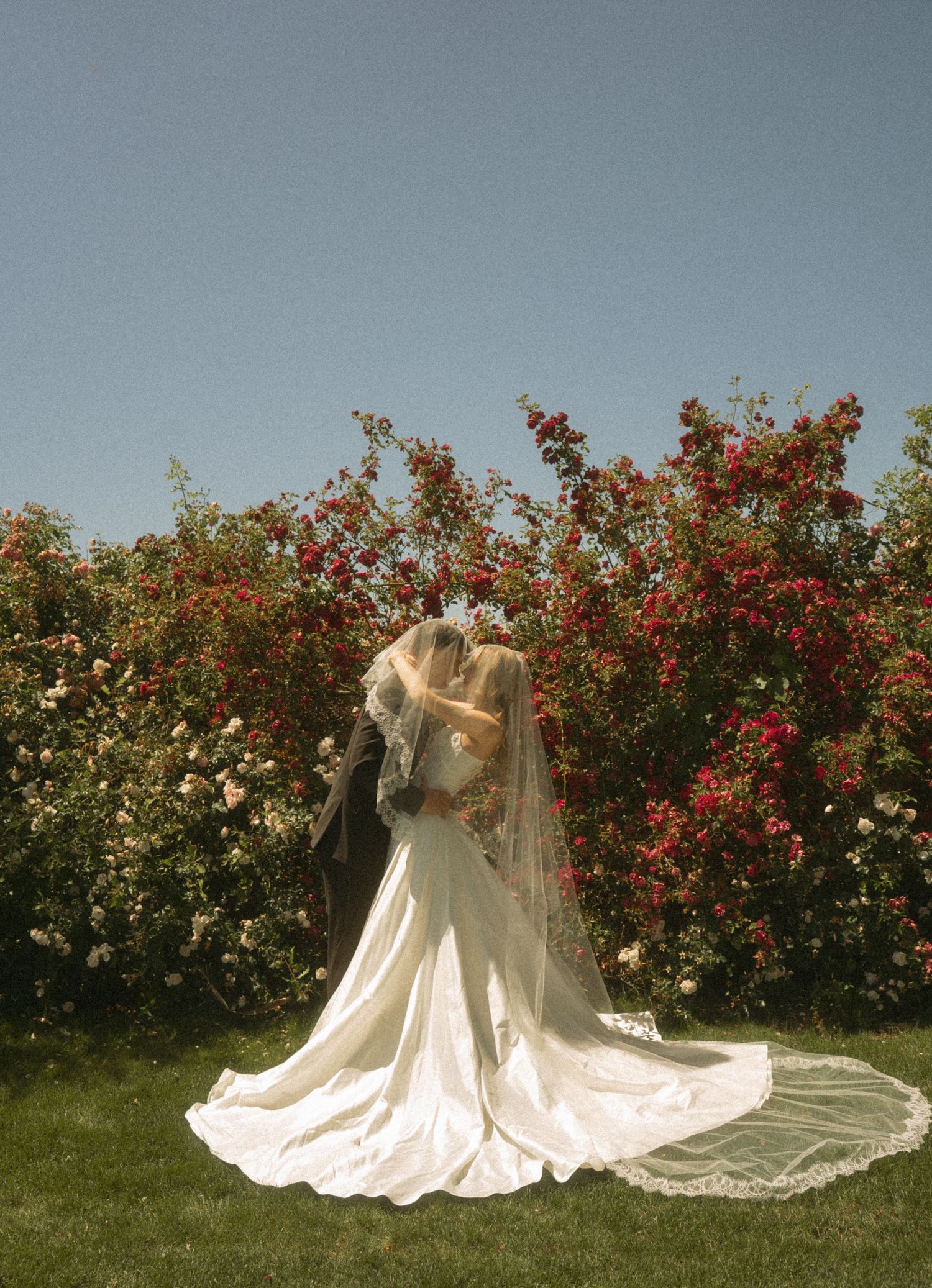 A bride and groom share a romantic kiss in front of blooming red rose bushes, her lace veil trailing elegantly on green grass.