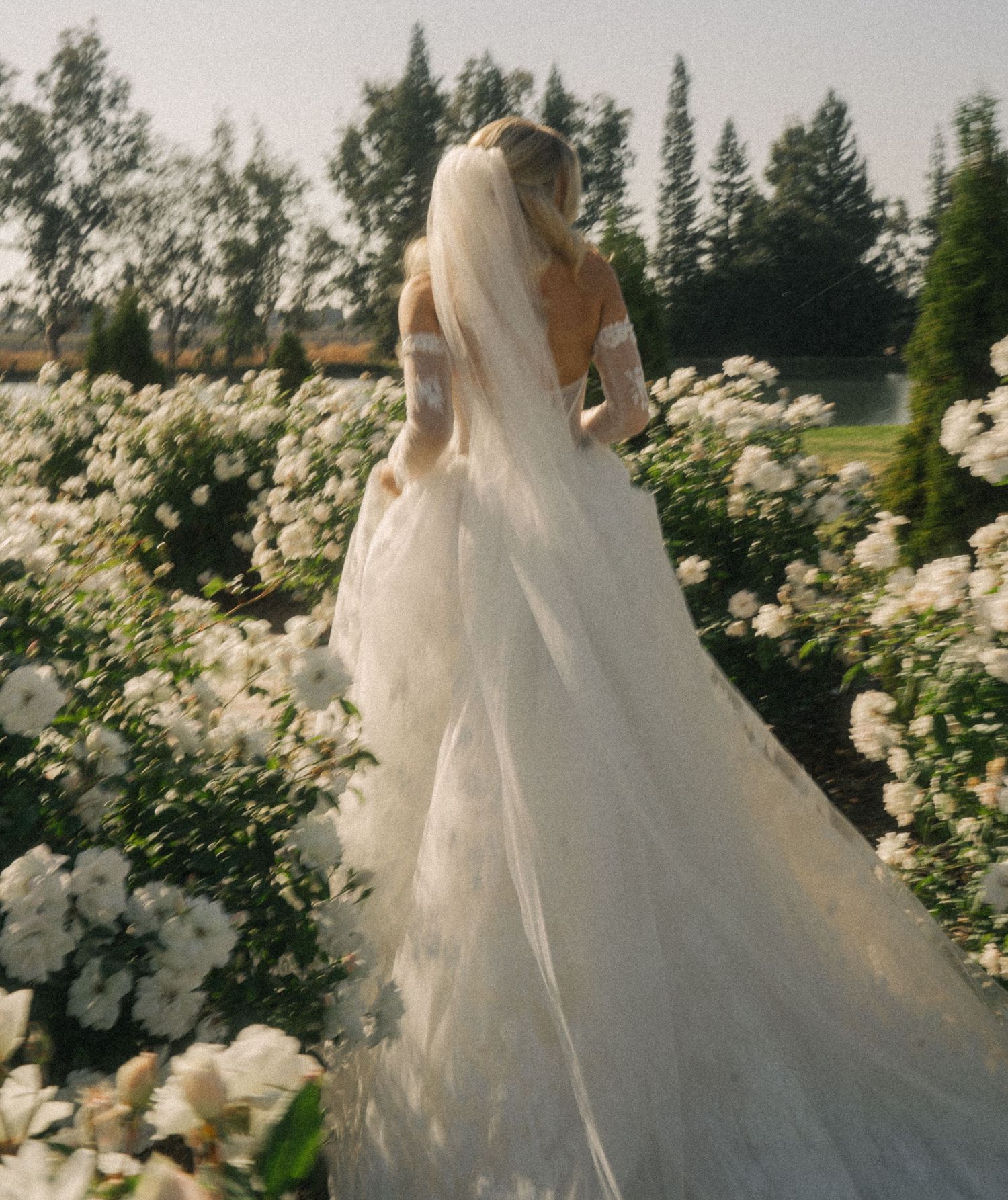Bride in a flowing white tulle wedding gown and veil frolics through a garden of white roses.