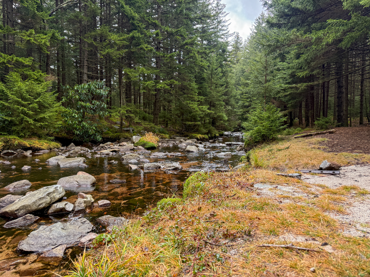 Rocky stream flowing through a lush green conifer forest with moss-covered boulders and tall pine trees.
