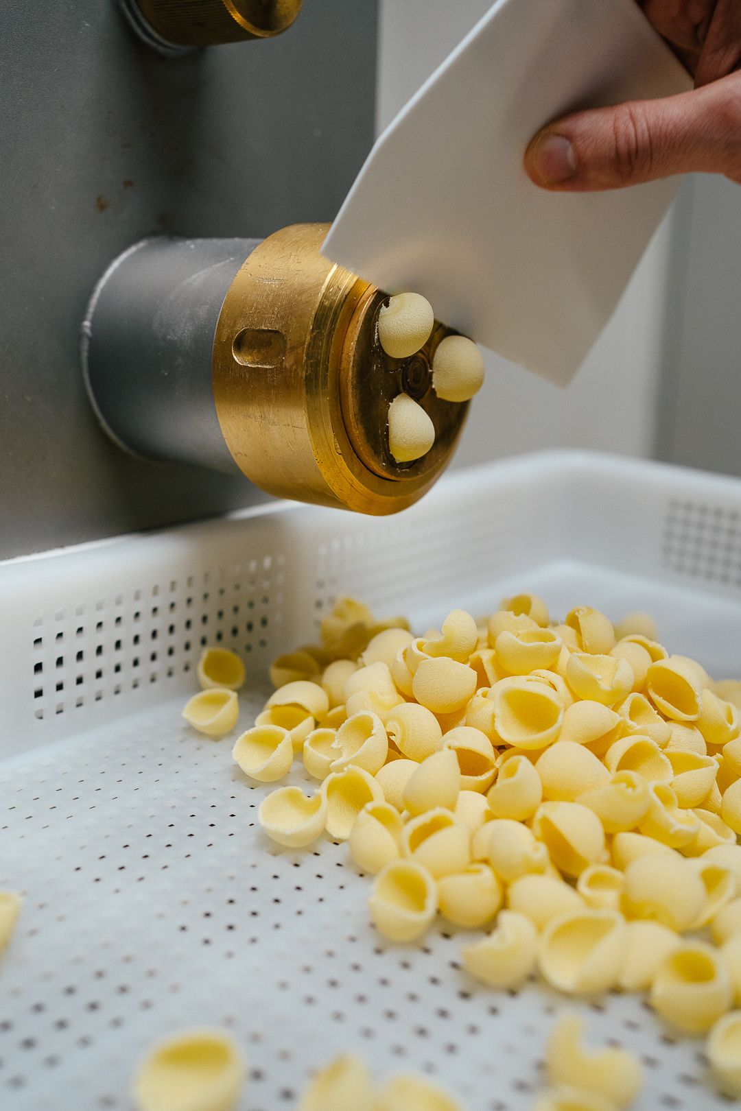 Fresh orecchiette pasta being extruded from a brass pasta machine die into a white tray.