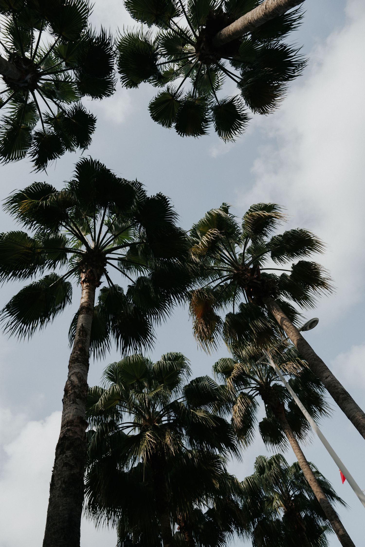 Low angle view of tall palm trees against a cloudy sky, showcasing their lush green canopies.