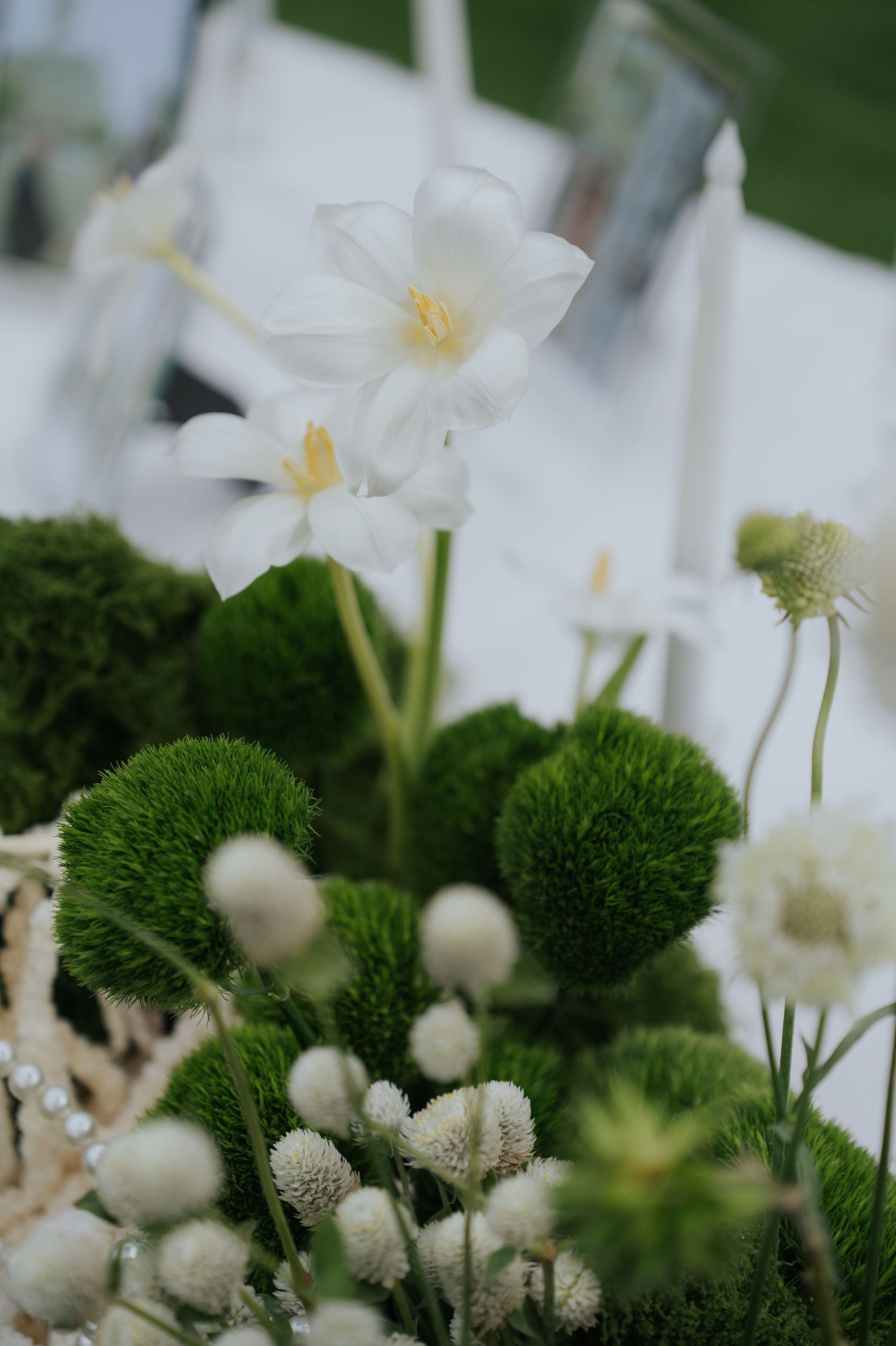 White narcissus flowers and green moss balls with fuzzy white blooms in an elegant floral arrangement.