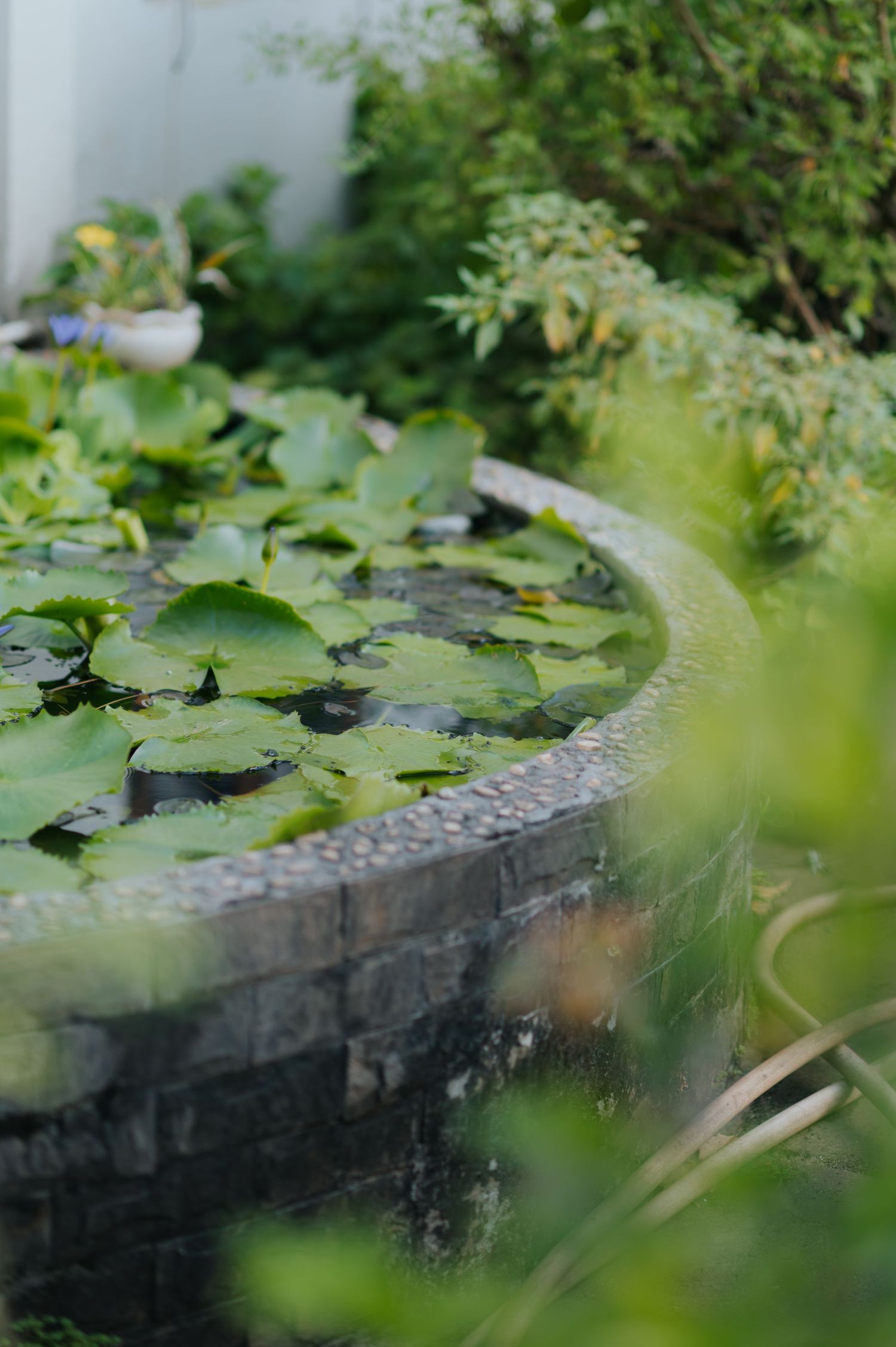 A serene garden water feature with lily pads floating in a stone basin surrounded by lush green plants.