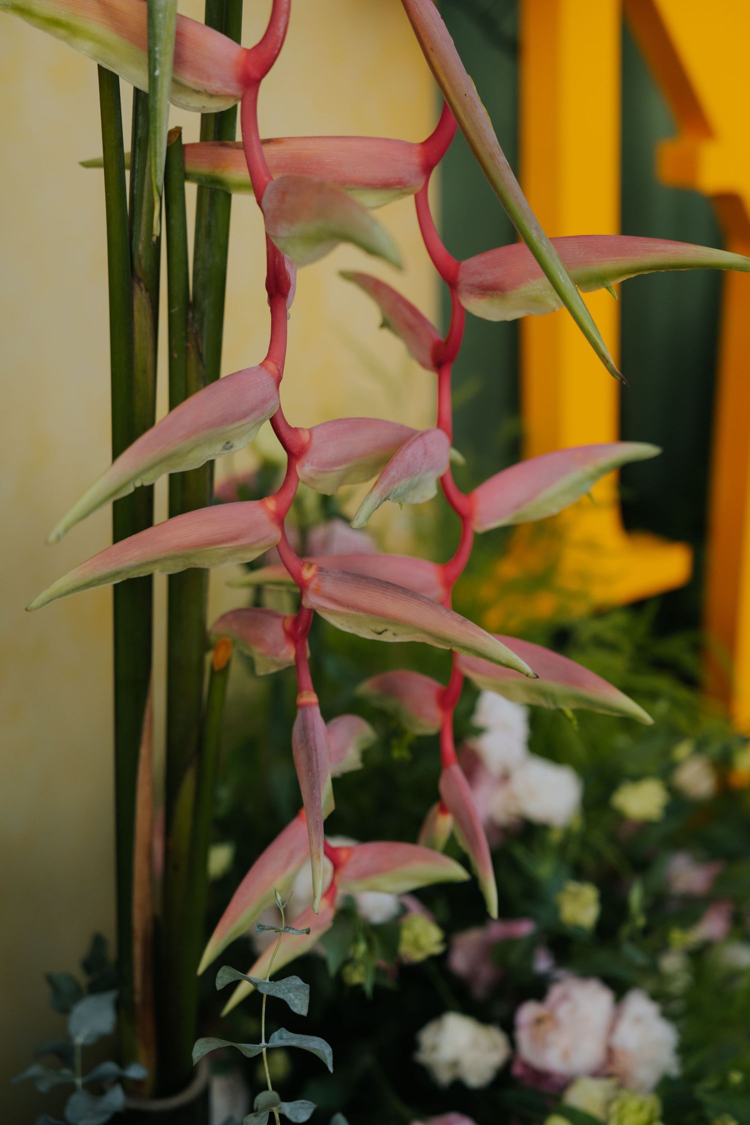 Pink and green heliconia hanging lobster claw tropical plant with yellow wall background in garden setting.