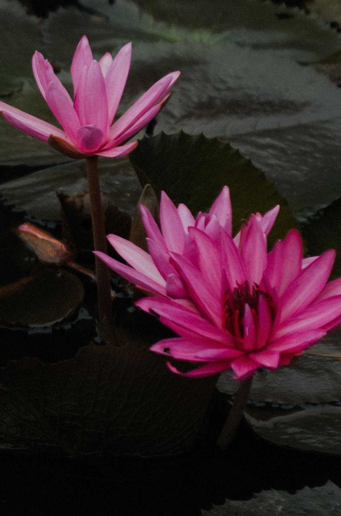 Two vibrant pink water lily flowers bloom above dark green lily pads on a calm pond surface.