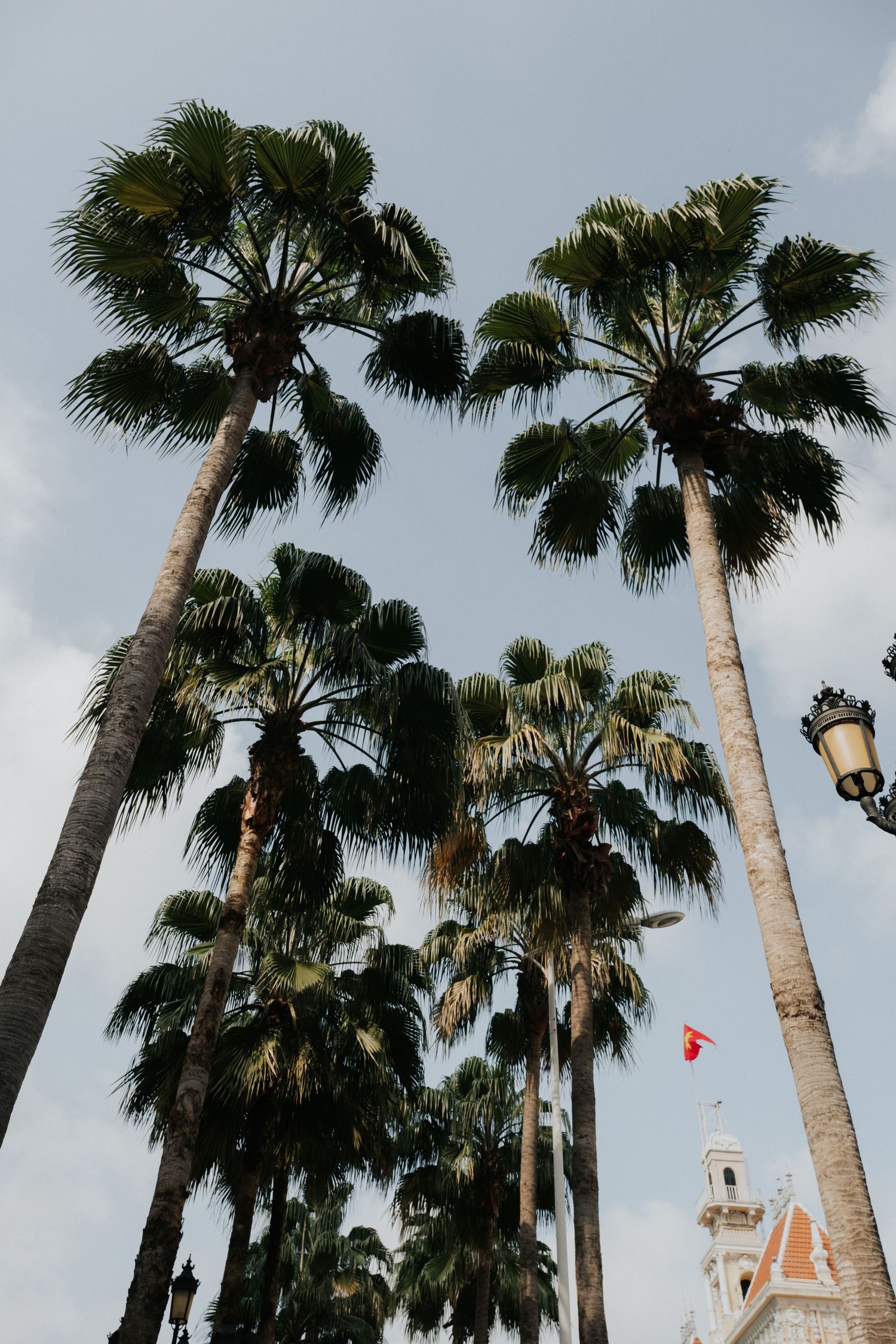 Tall palm trees reaching toward a cloudy sky with a historic church tower and red flag visible in the background.