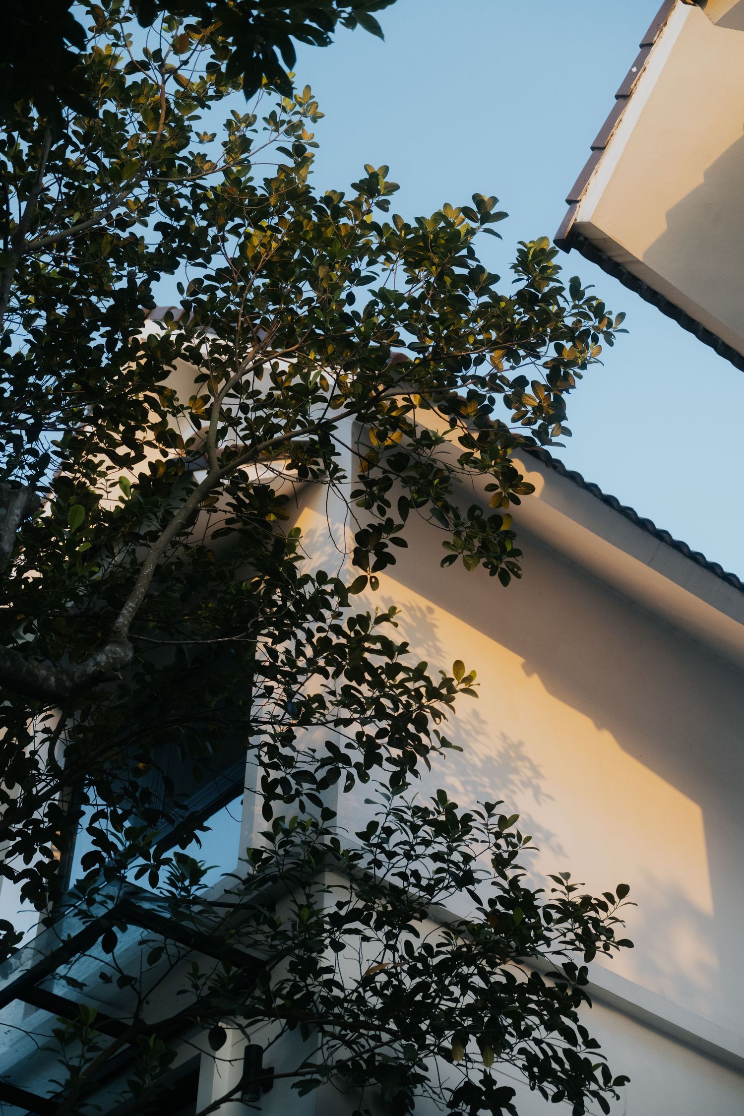Low-angle view of a green leafy tree beside a white building wall under a clear blue sky at dusk.