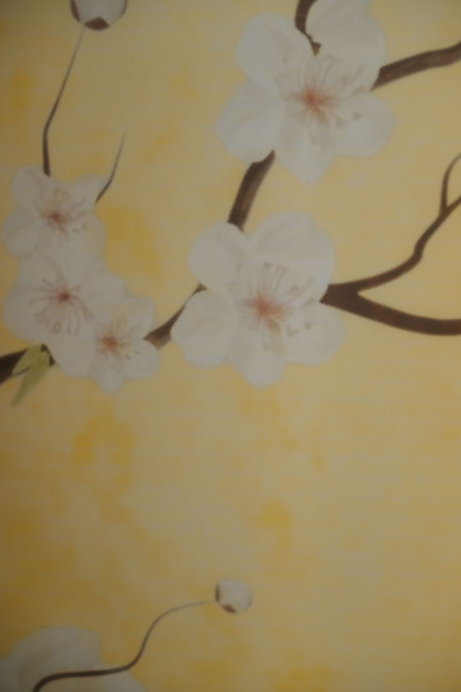 Delicate white cherry blossom flowers on brown branches against a soft yellow watercolor background wall mural.