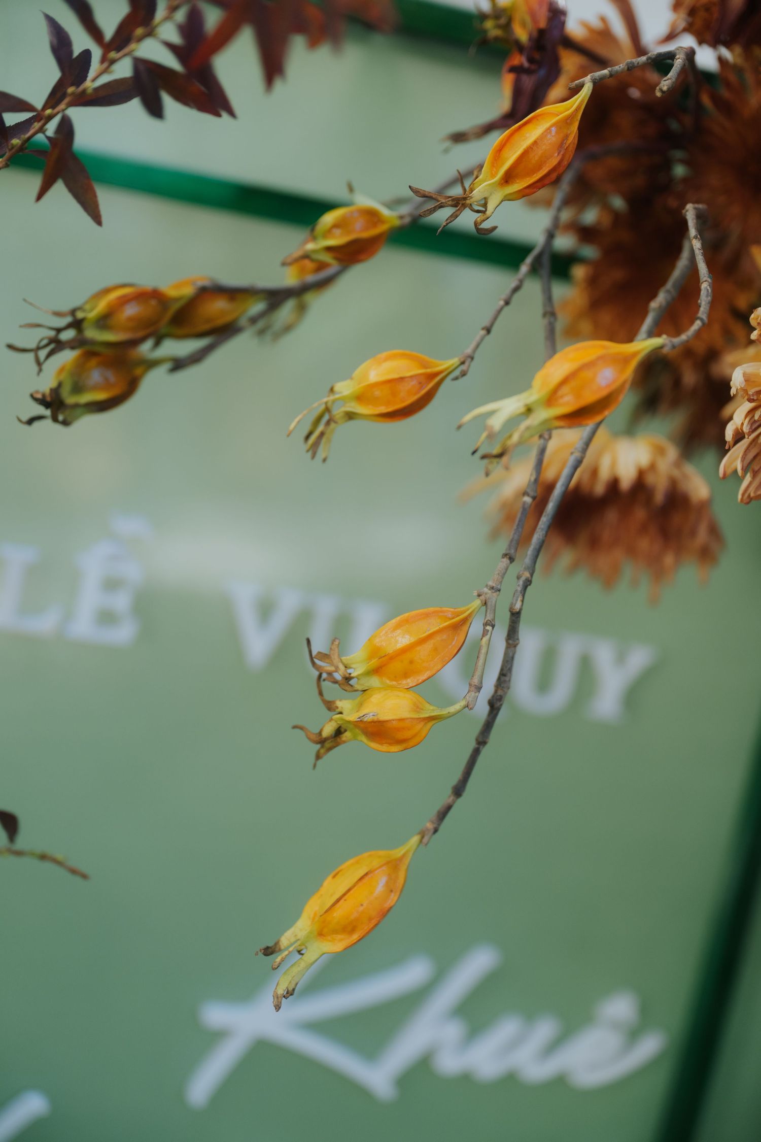 Close-up of delicate orange seed pods hanging on bare branches against a blurred green background.