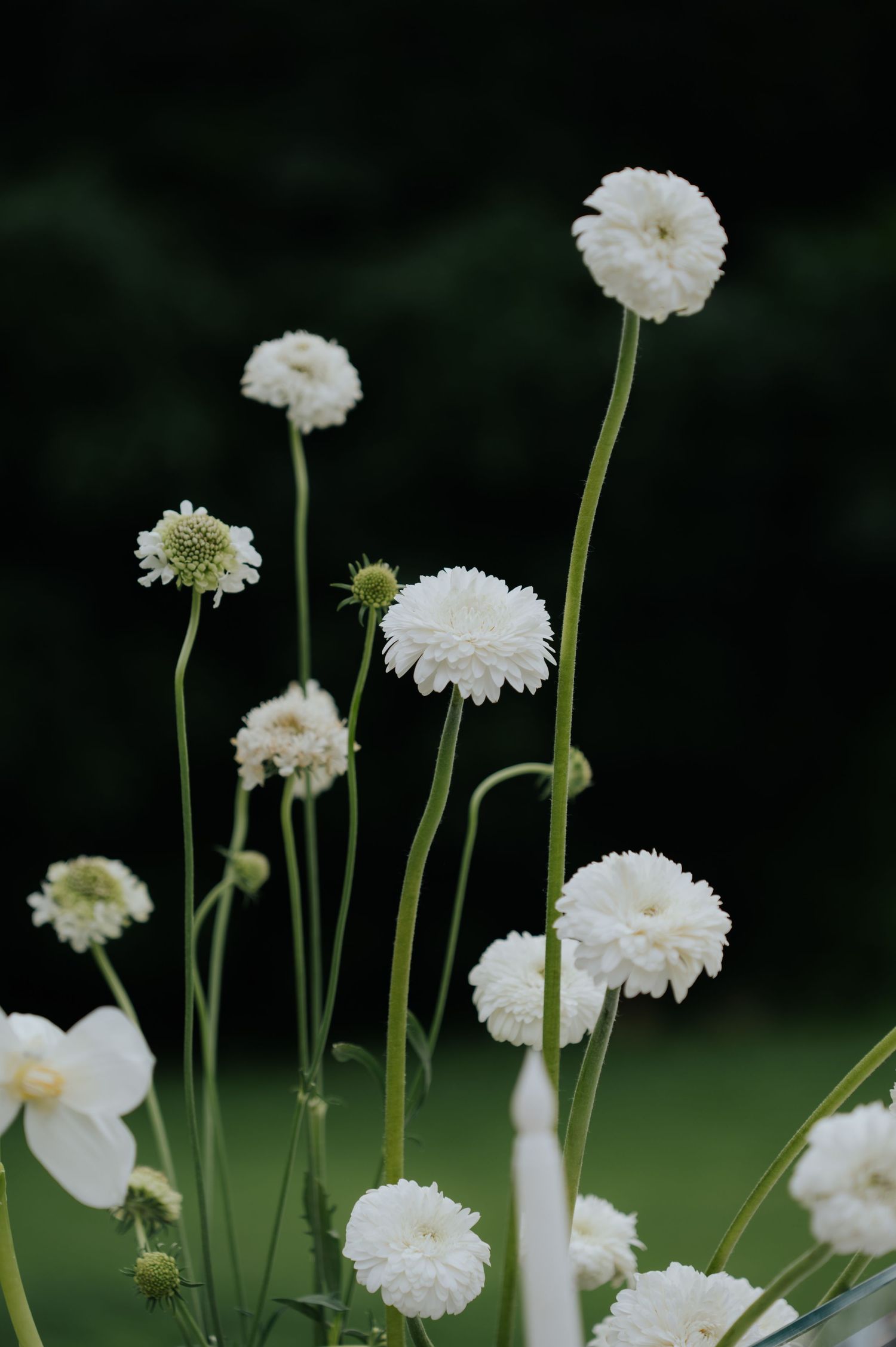 White ranunculus and scabiosa flowers on long green stems against a dark garden background.