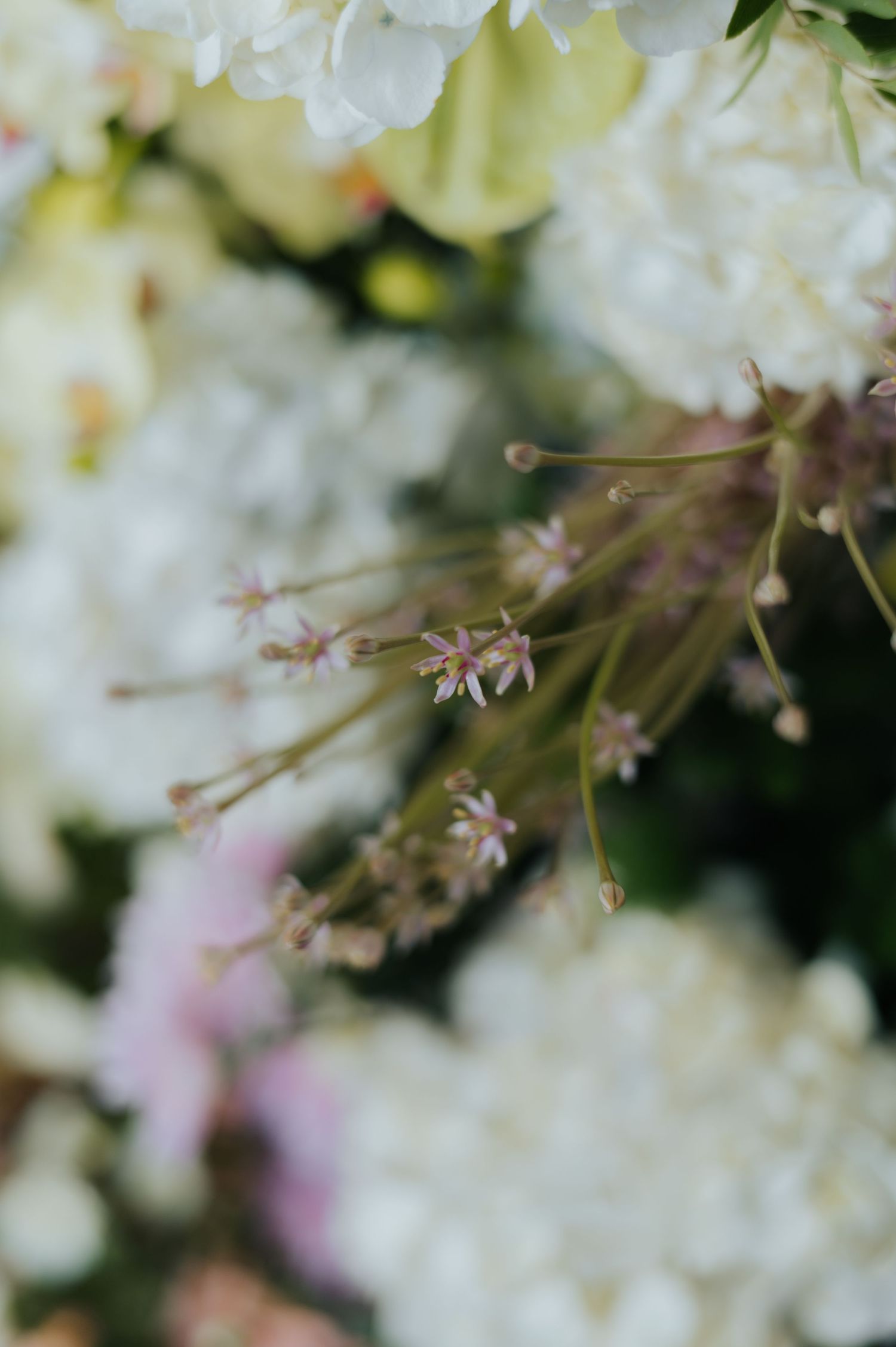 Delicate small pink wildflowers in focus against a soft blurred background of white hydrangeas and pastel blooms.