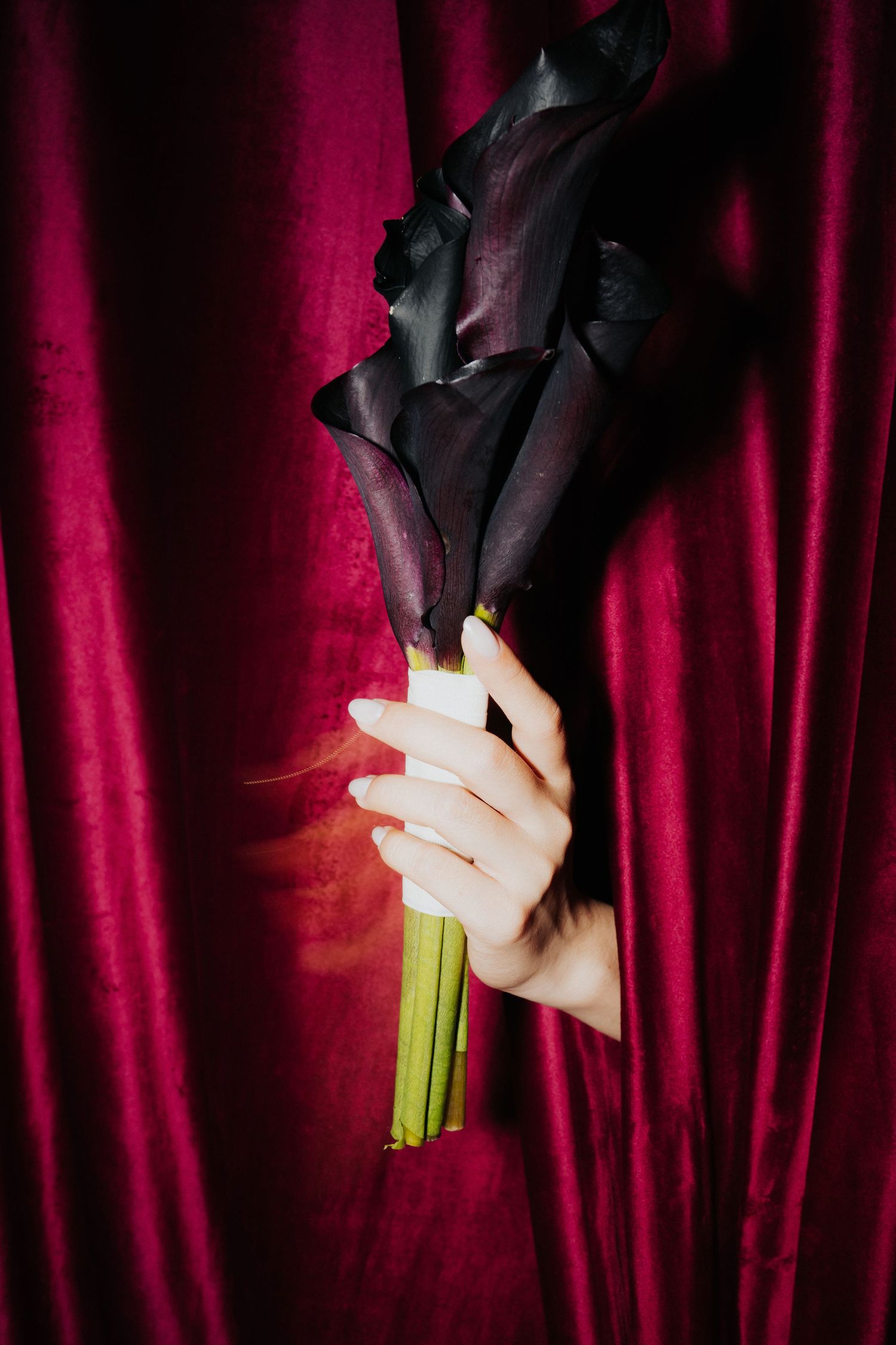 A pale hand emerges from red velvet curtains holding dark purple calla lily flowers with green stems.