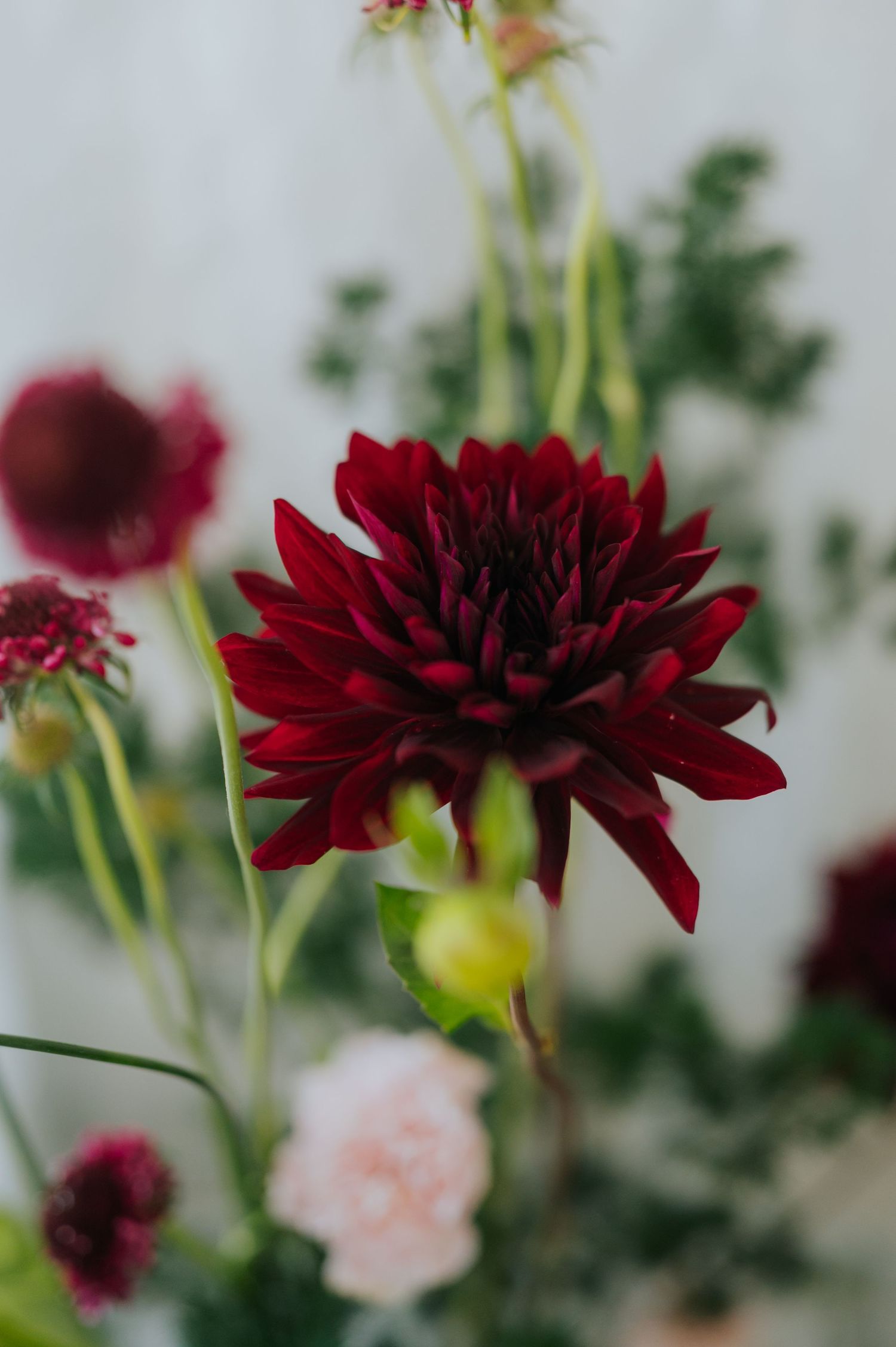 A deep crimson dahlia bloom surrounded by lush greenery and soft pink flowers in an elegant floral arrangement.