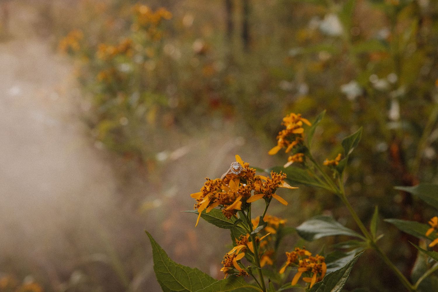 Close-up of vibrant orange wildflowers with soft misty bokeh background outdoors.