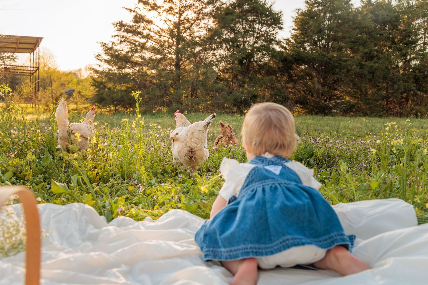 Baby girl in denim dress sits on white blanket watching chickens roam in sunny green meadow.