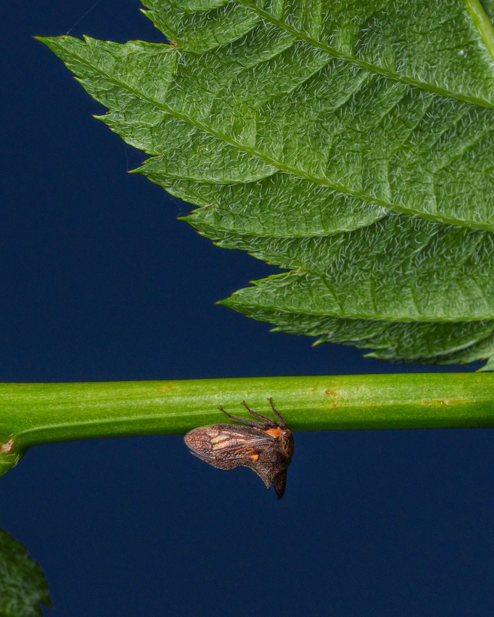 Small brown leafhopper insect perched on green plant stem beneath serrated leaf against dark blue background.