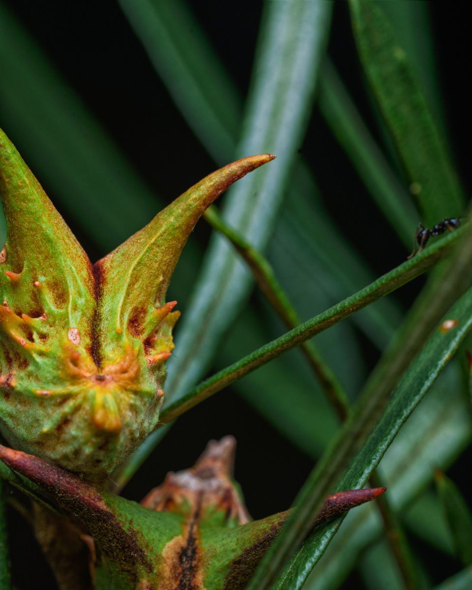 Close-up of a spiky green tropical plant bud with orange tips and a small ant on a stem.