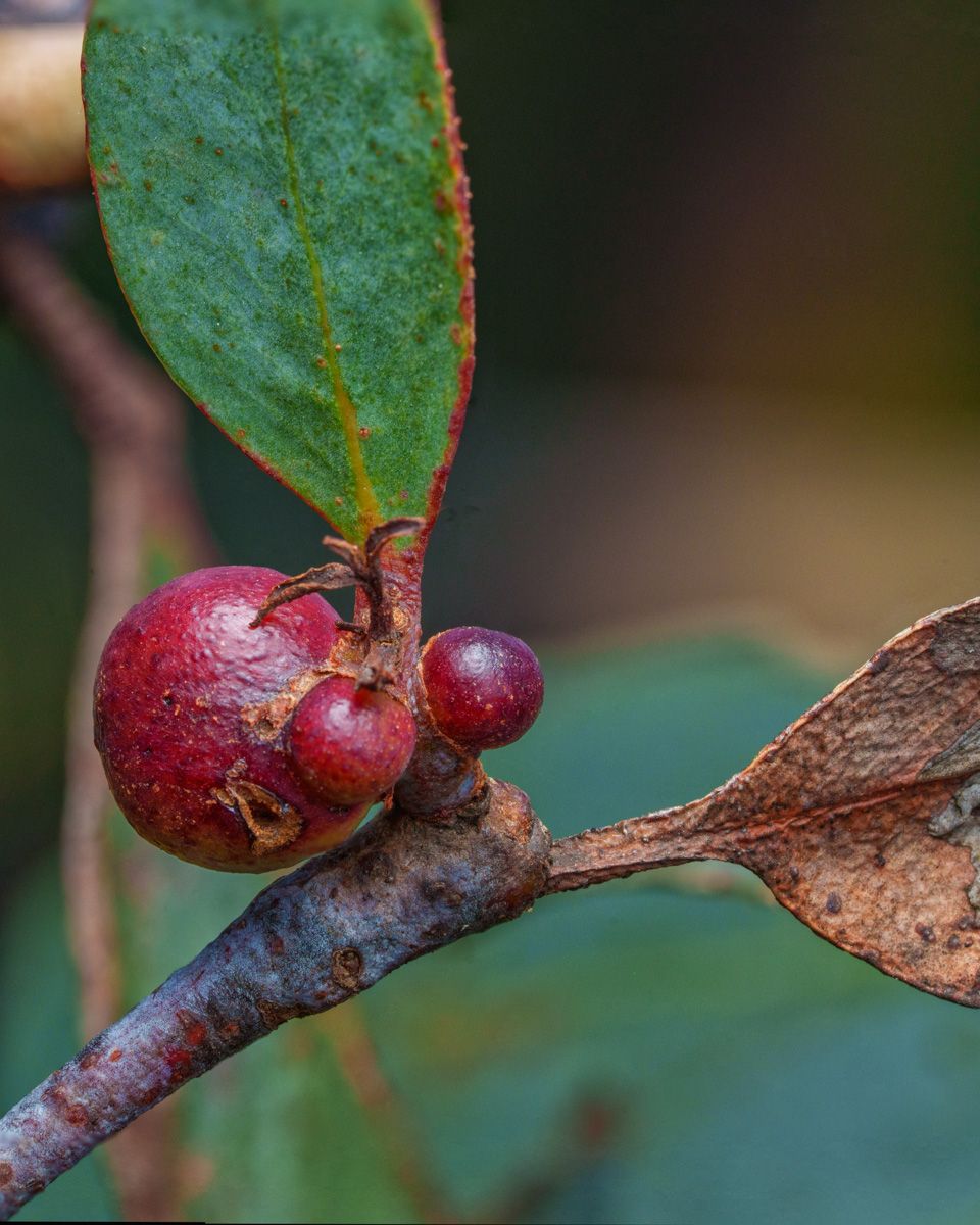 Close-up of small red berries and green leaves on a branch in nature.