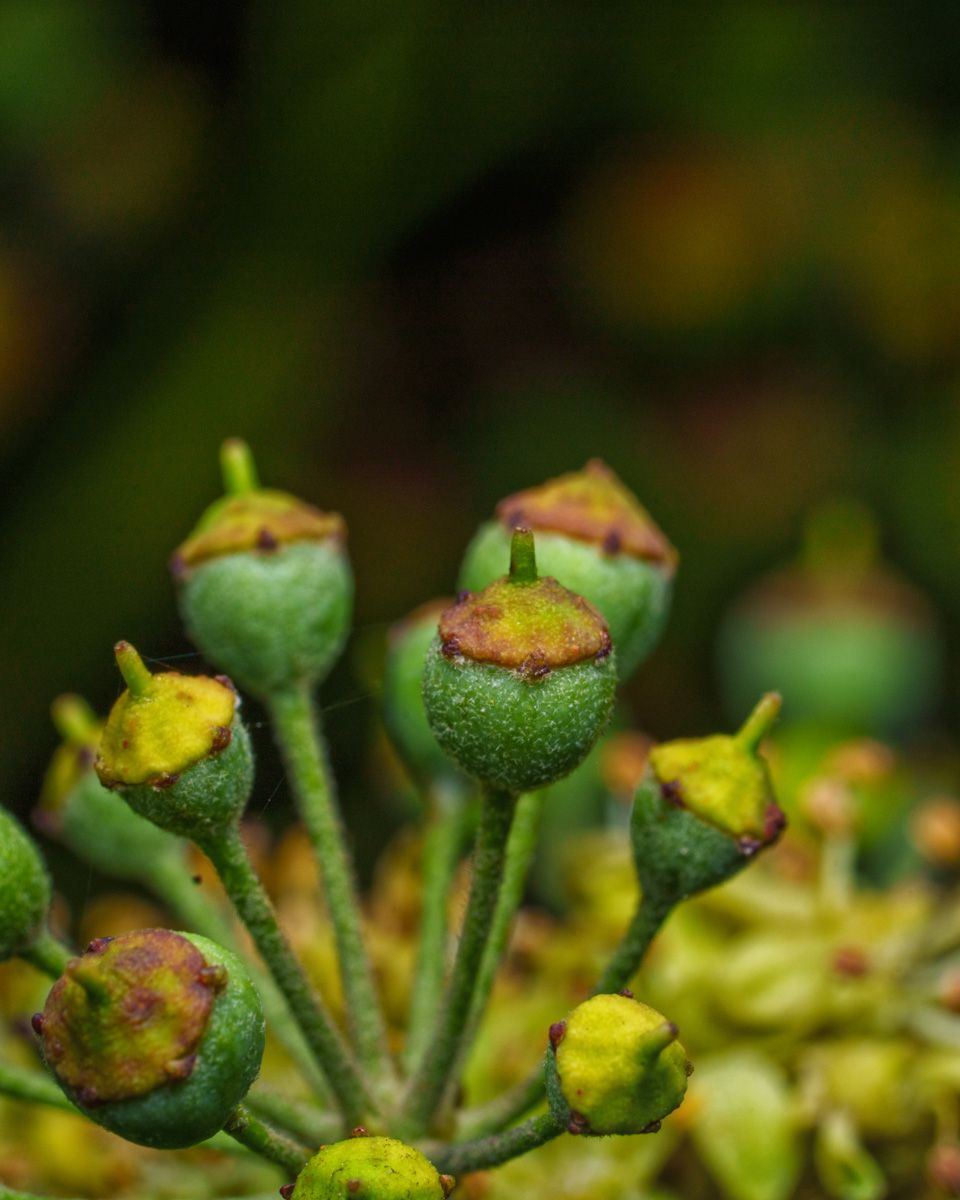 Close-up of green flower buds with brown tips on thin stems, surrounded by blurred foliage background.