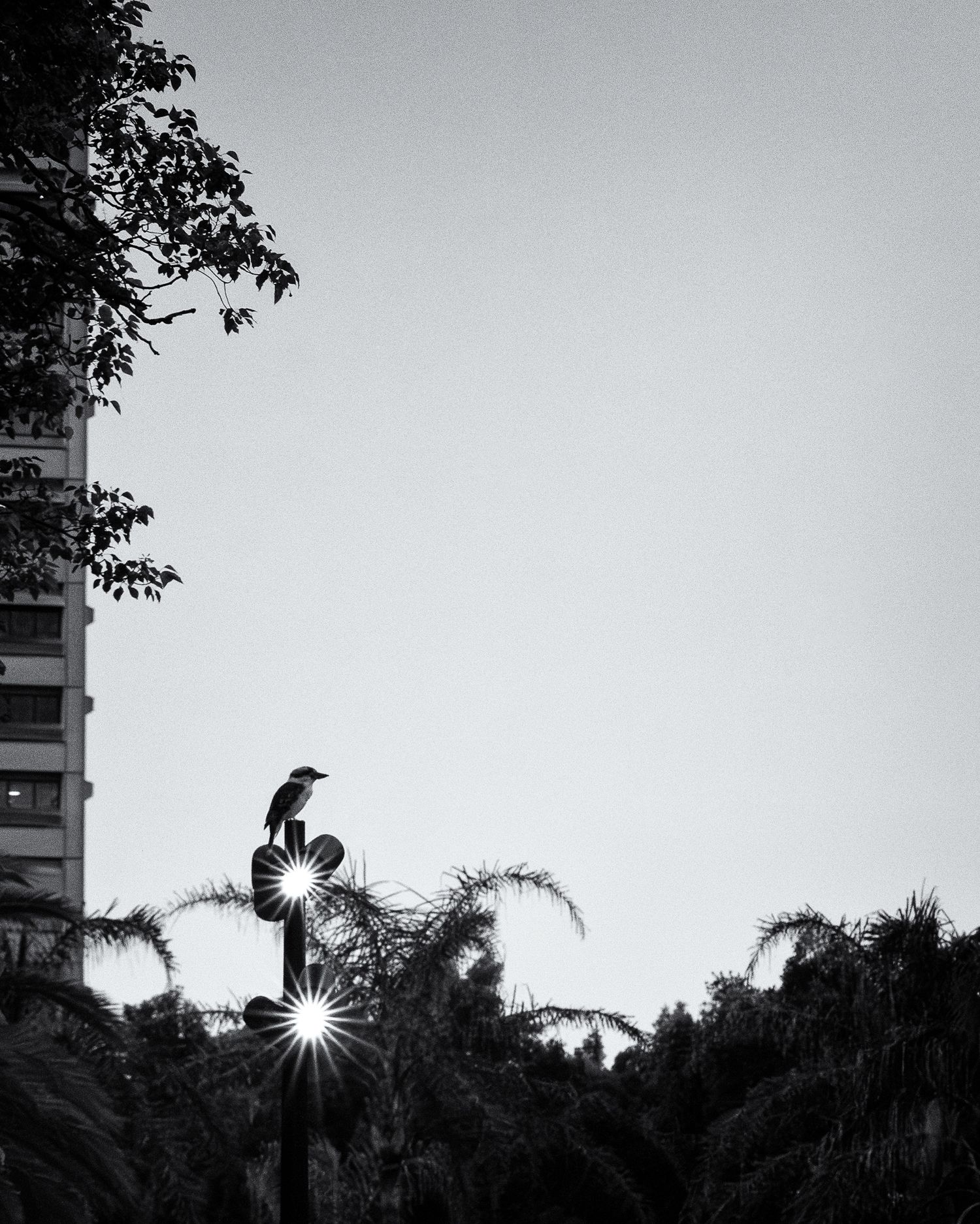 Black and white silhouette of a bird perched on a lamp post with a sunburst effect, palm trees and building in background.