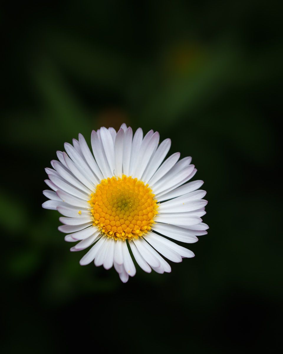 Close-up macro photo of a white daisy flower with bright yellow center against dark green bokeh background.