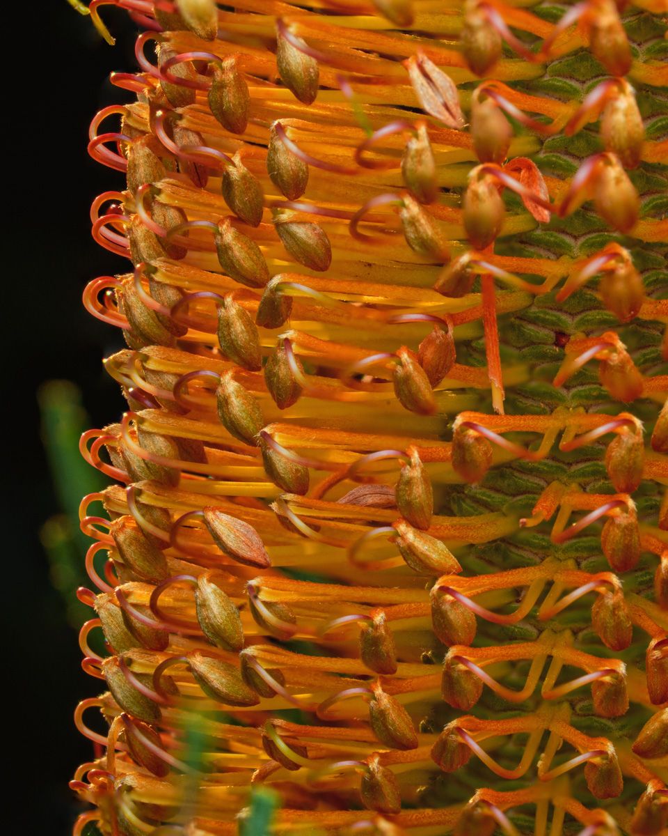 Close-up of a vibrant orange Banksia flower spike with curling styles and budding florets against a dark background.
