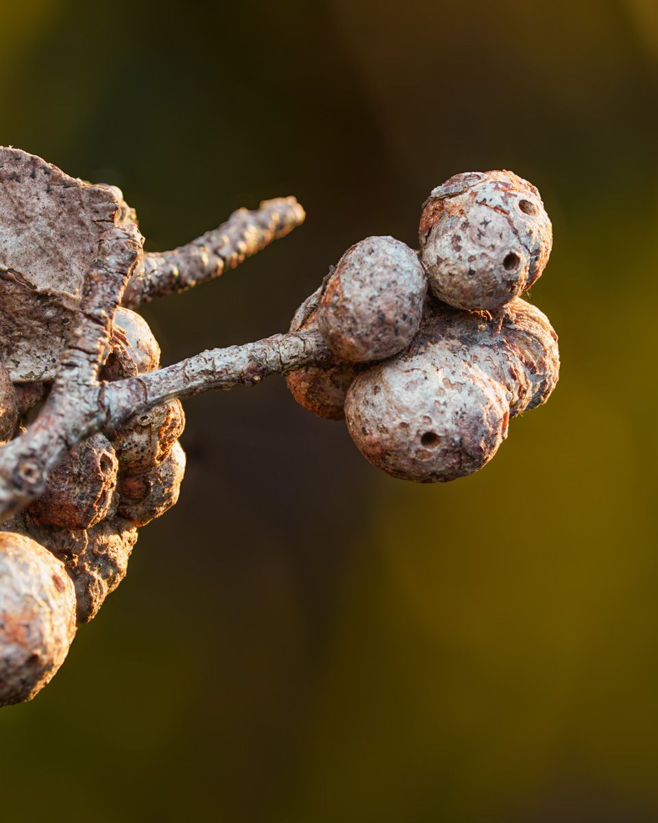 Macro shot of dried brown seed pods clustered on a branch with a blurred natural background.