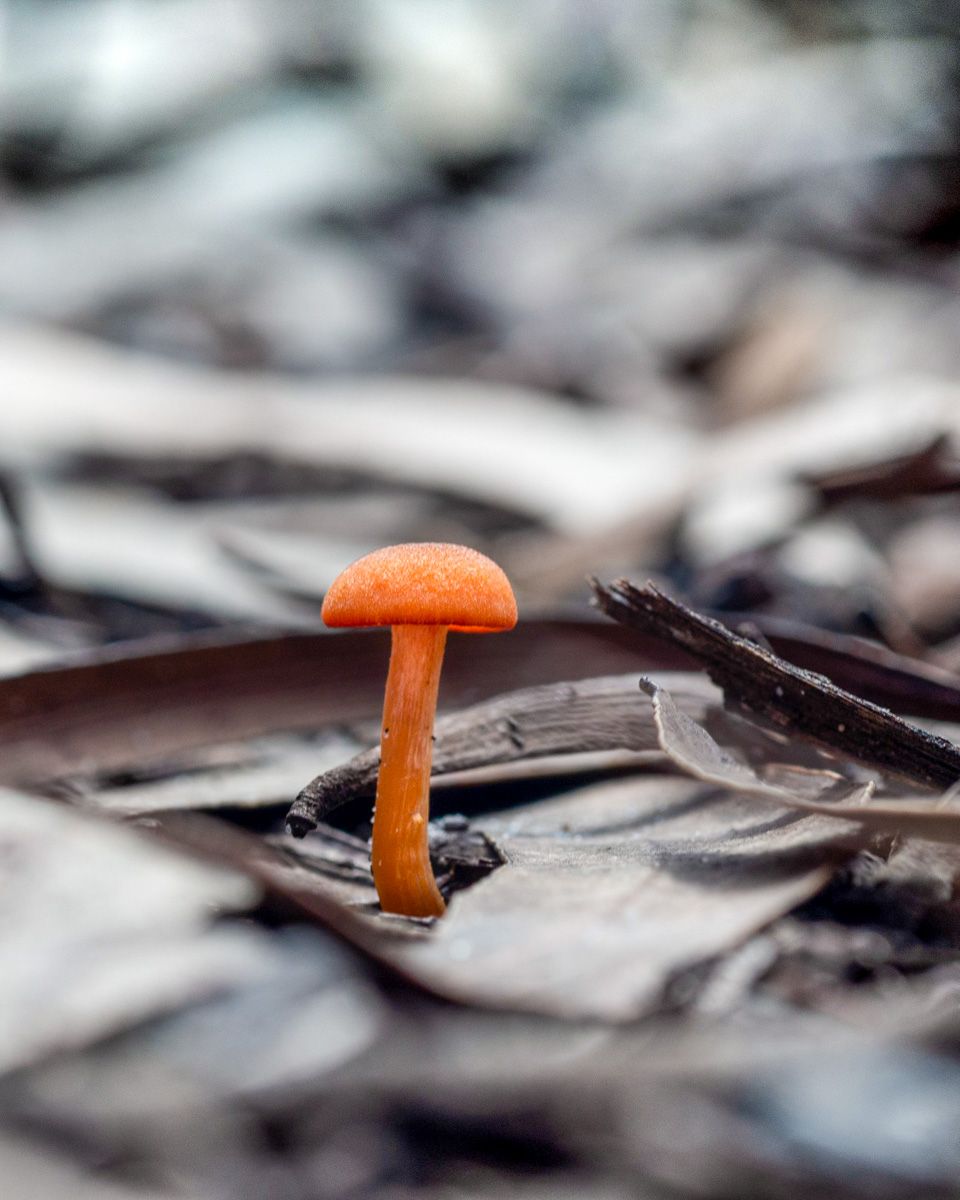 Tiny vibrant orange mushroom growing among dry fallen leaves on a forest floor in a macro nature photo.