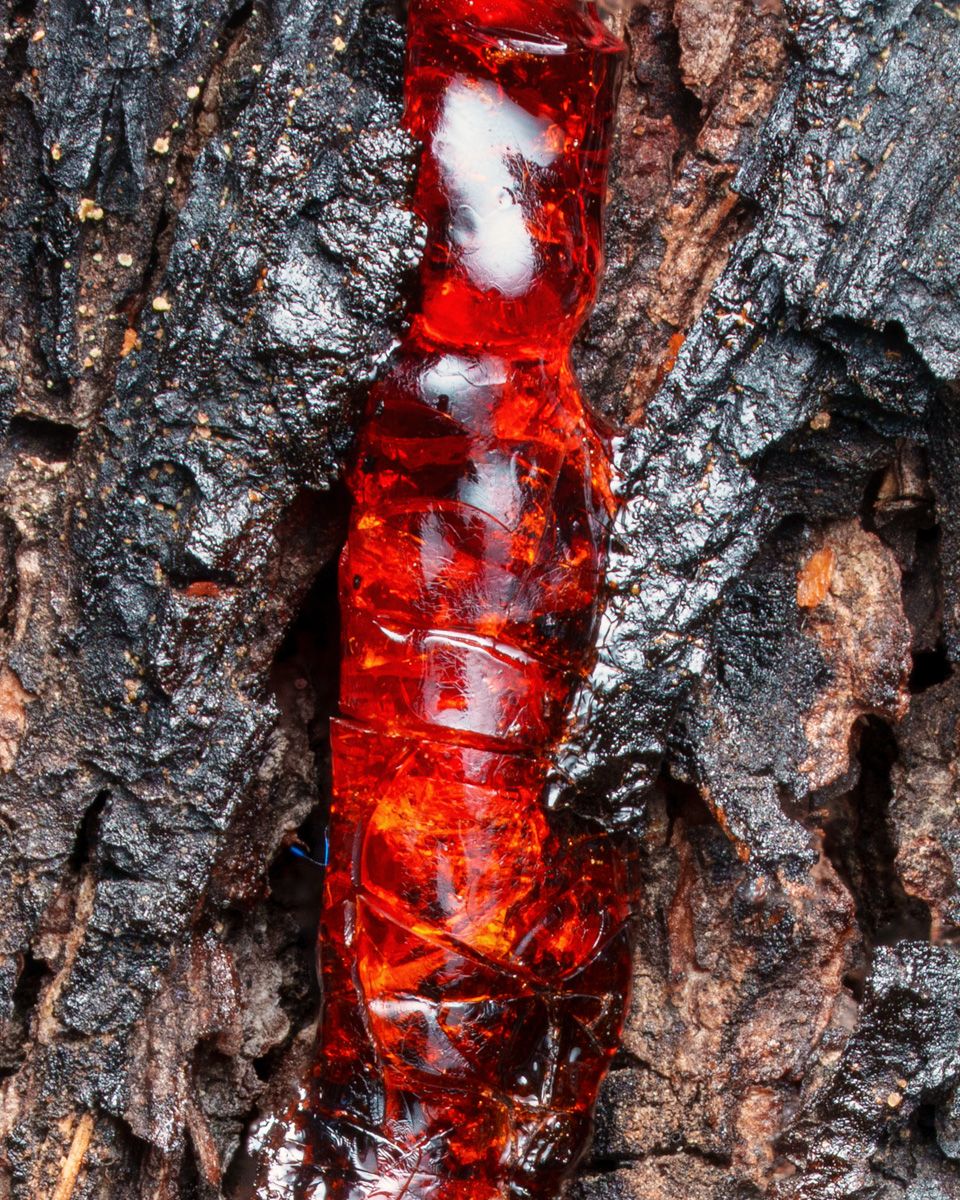 Close-up of vibrant red tree resin oozing through cracked dark bark, creating a striking natural pattern.