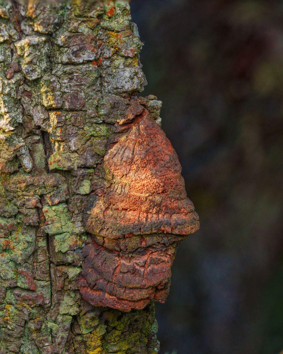 A reddish-brown bracket fungus growing on a lichen-covered tree trunk in a forest setting.