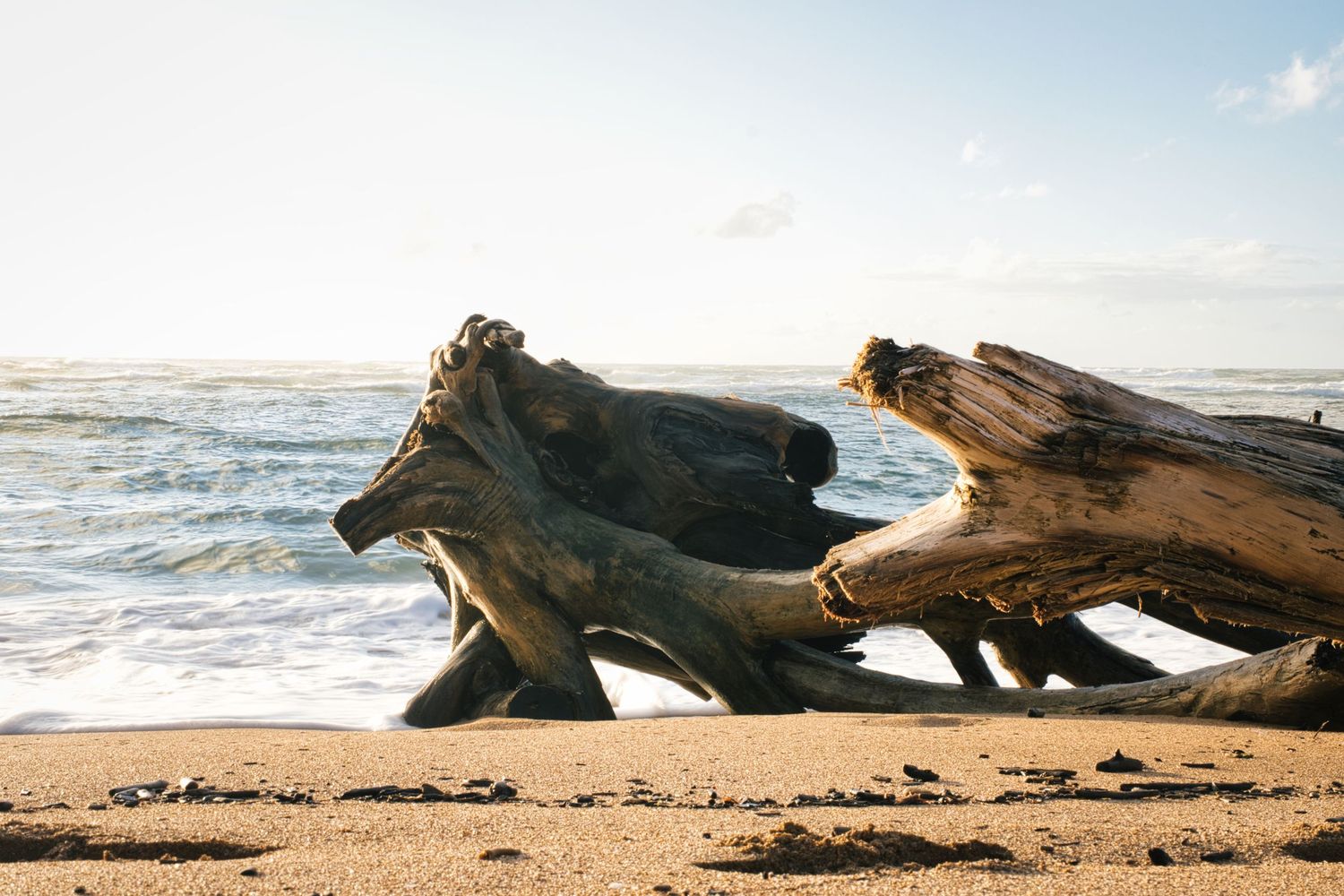Weathered driftwood log on sandy beach with ocean waves in background.